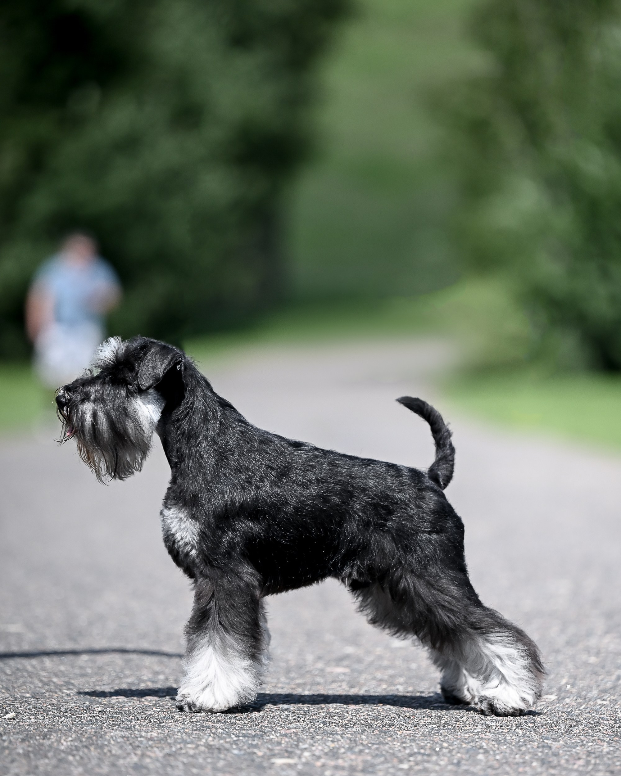 Цафир⚡️DELINSO BALANCE СZAFIR LUMIER