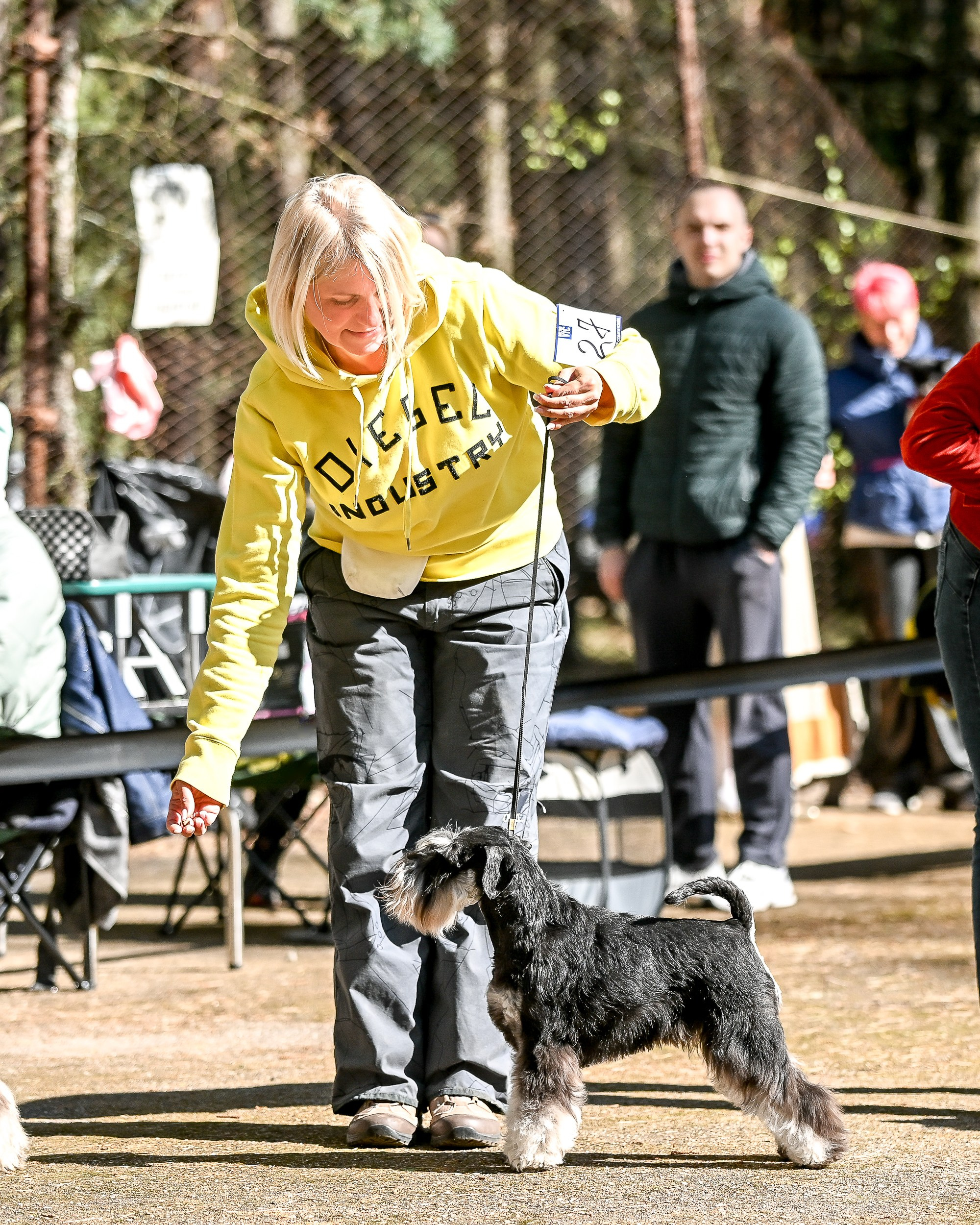 Харли/ Delinso Balance Ultima Gail. Питомник цвергшнауцеров в Беларуси «Делинсо Бэлэнс»