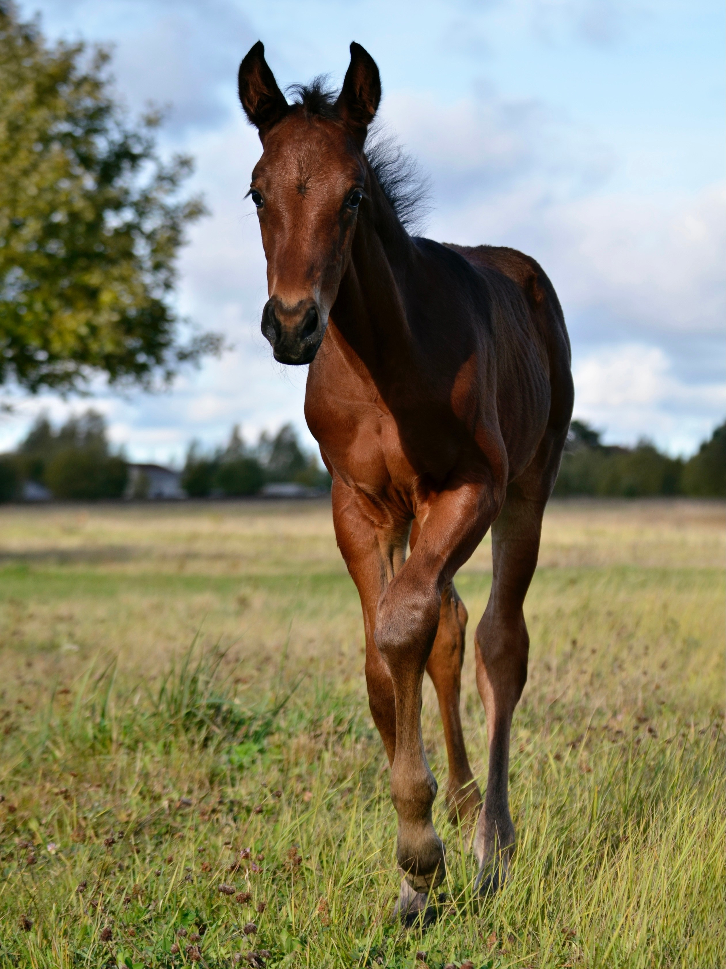 Лошади. Фотограф анималист
