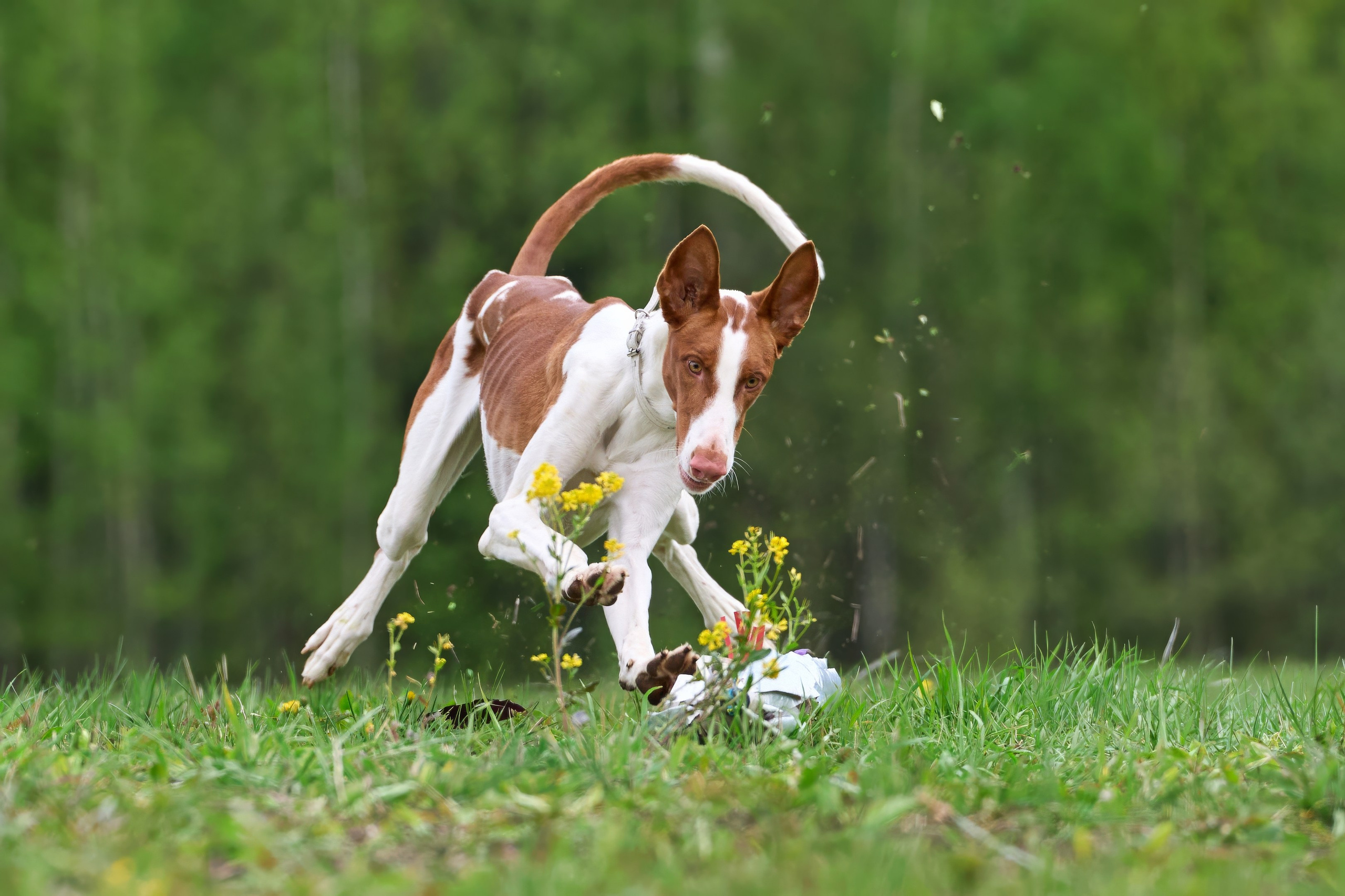 Тренировка по курсингу Донино. Фотограф-анималист Михаил Манухин