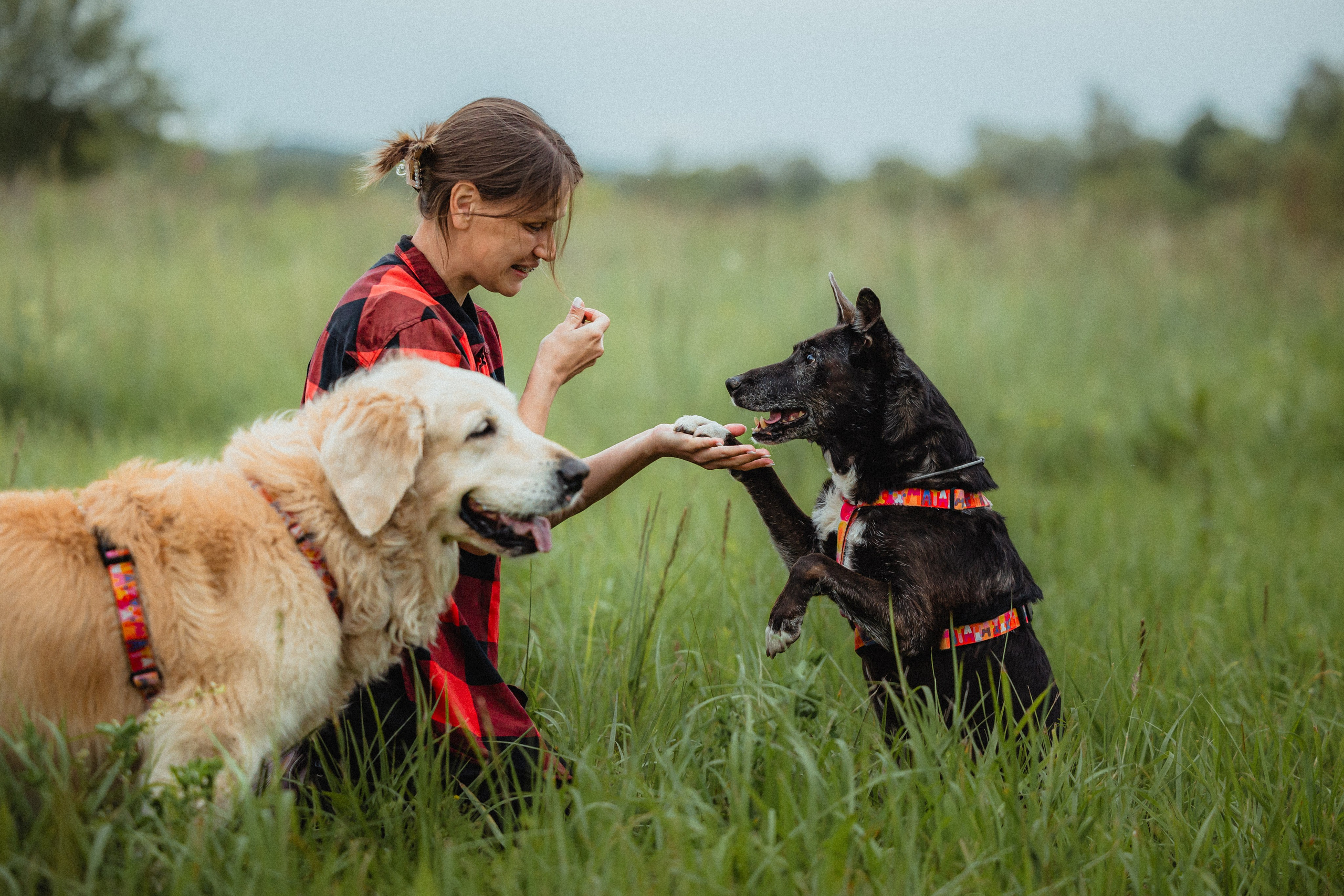 Выездной дог-тренинг от школы «Шерсть имею»