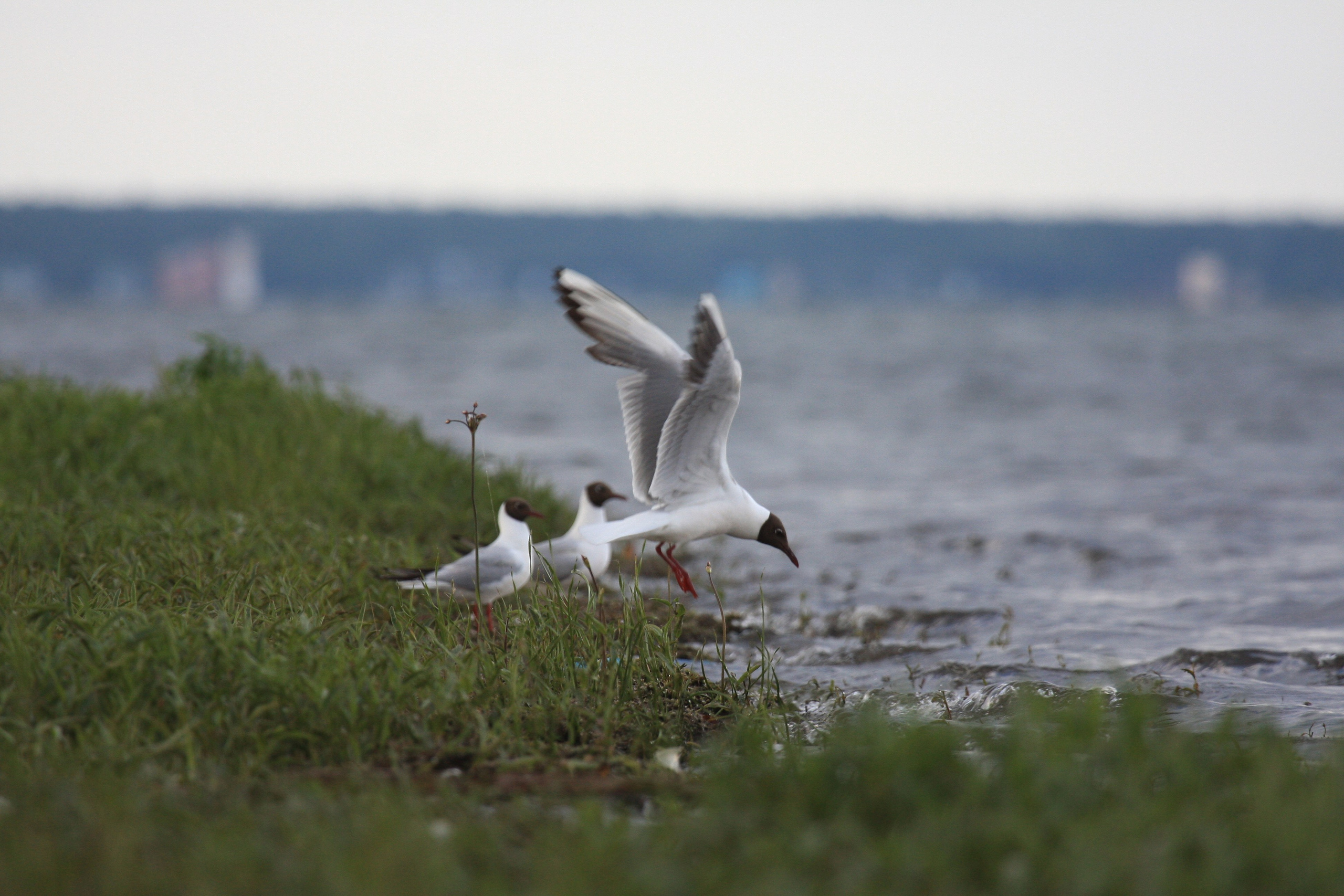 Фото Природы Забайкалья. Студия Максима Белослюдцева
