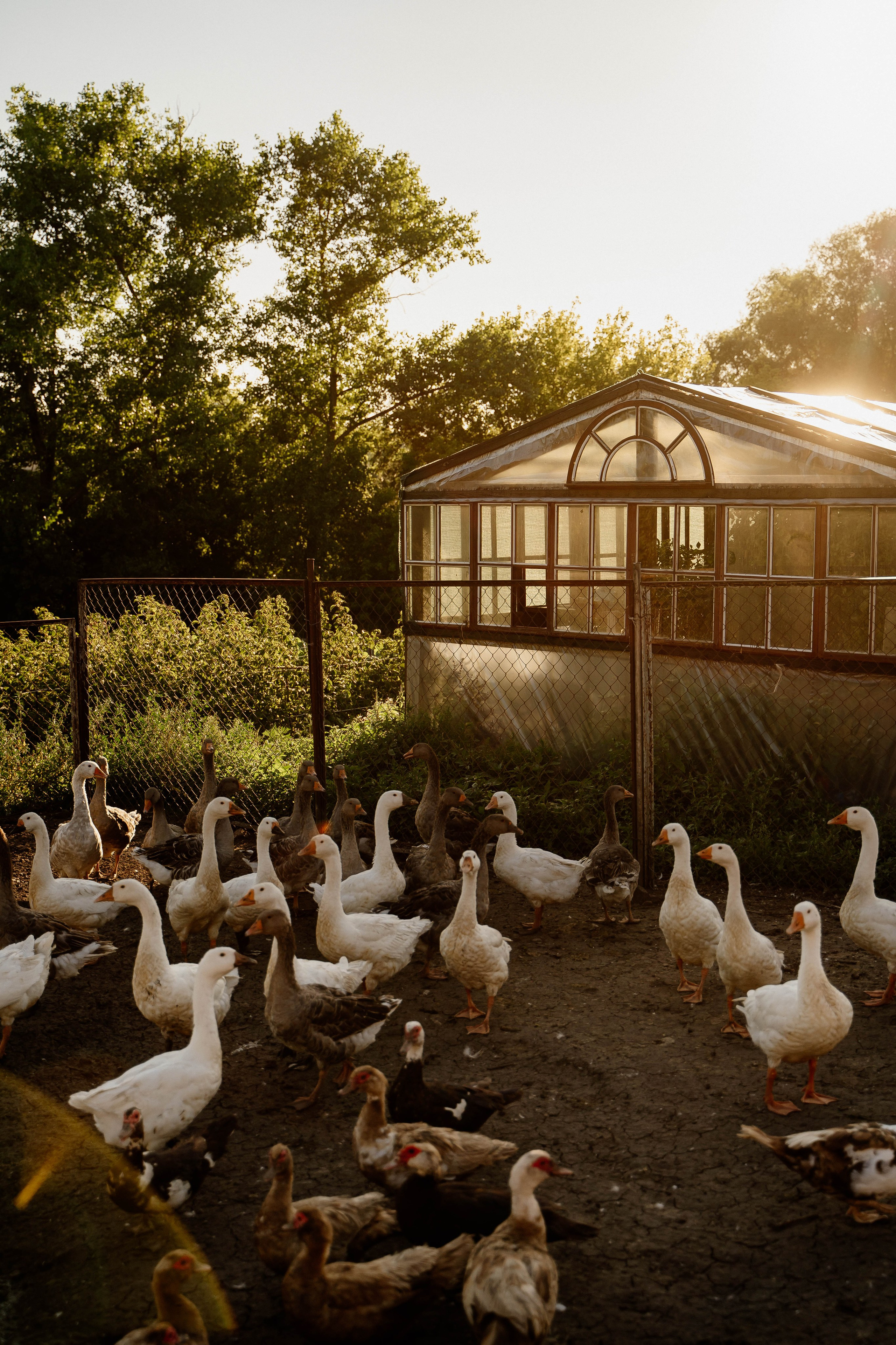 Любовь и лимоны. Свадебный и семейный фотограф