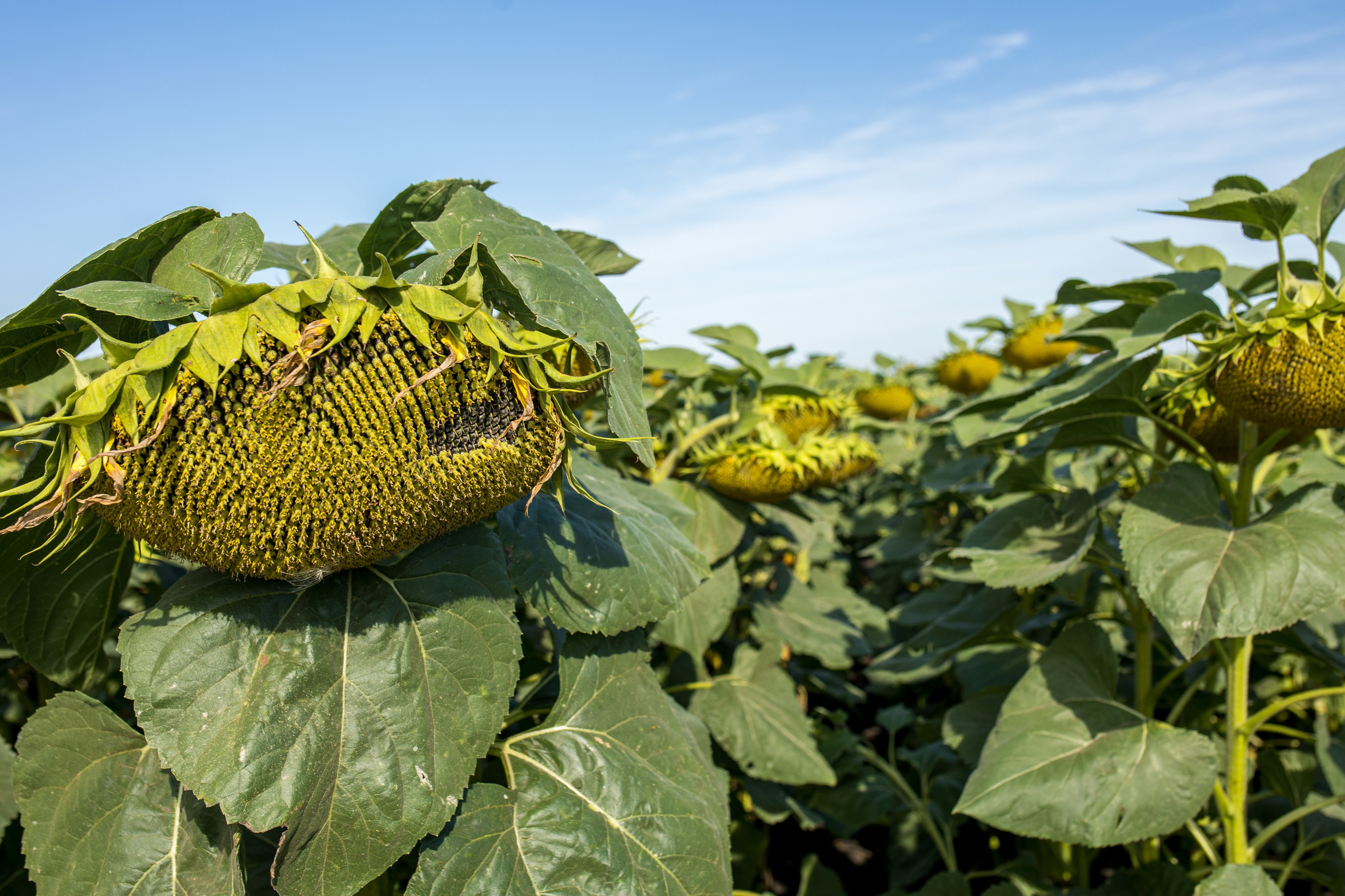 Решения для сельского хозяйства BASF 16.08.2022. Владислав Волков | Фотография и видеосъемка в Воронеже