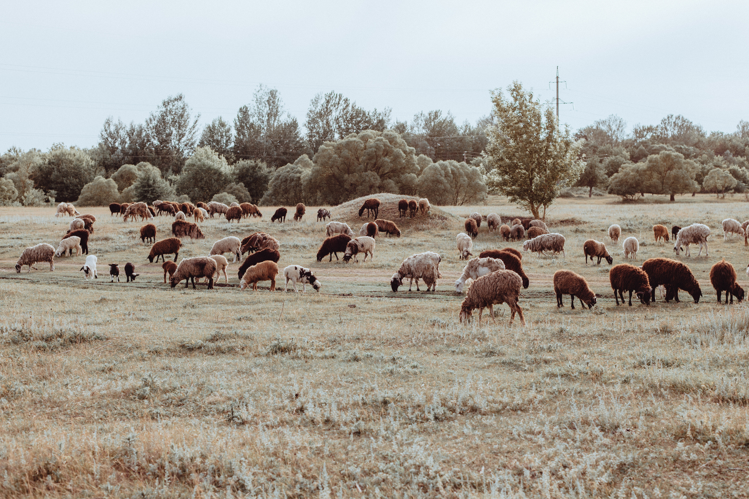 Овцы без электроандроидов. Фотограф Старый Оскол Мавлыга Мария