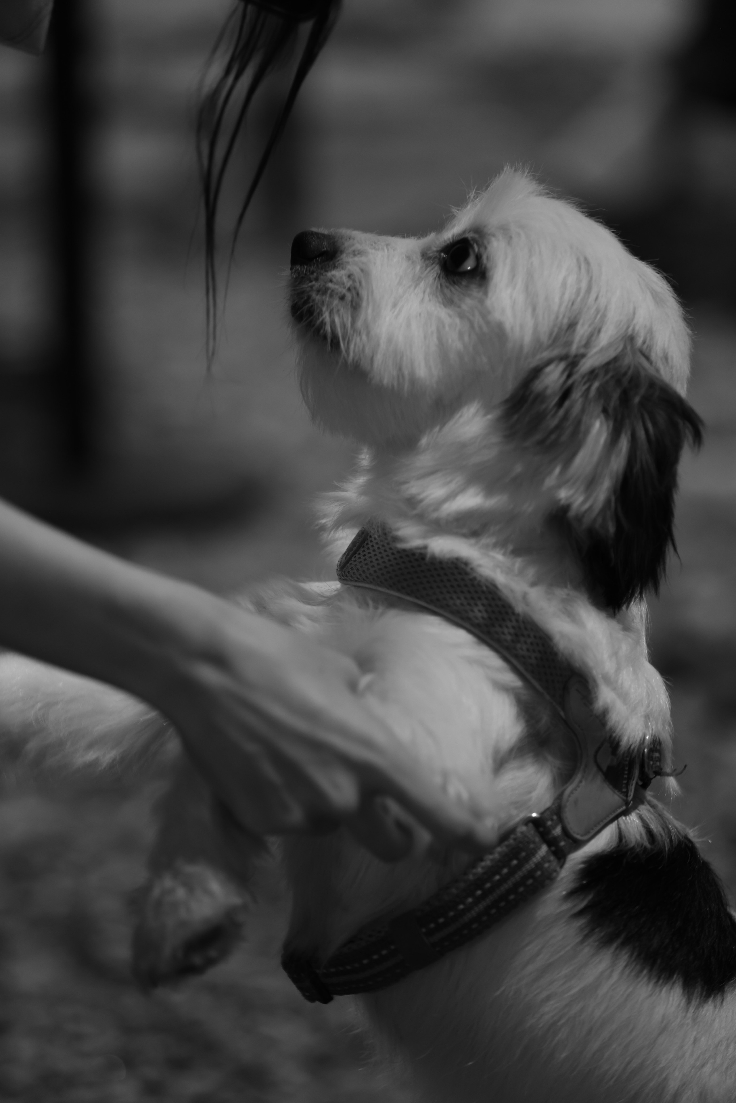 AUXI | ME&MY DOG. Fashion Фотограф в СПб Yana Kochkina