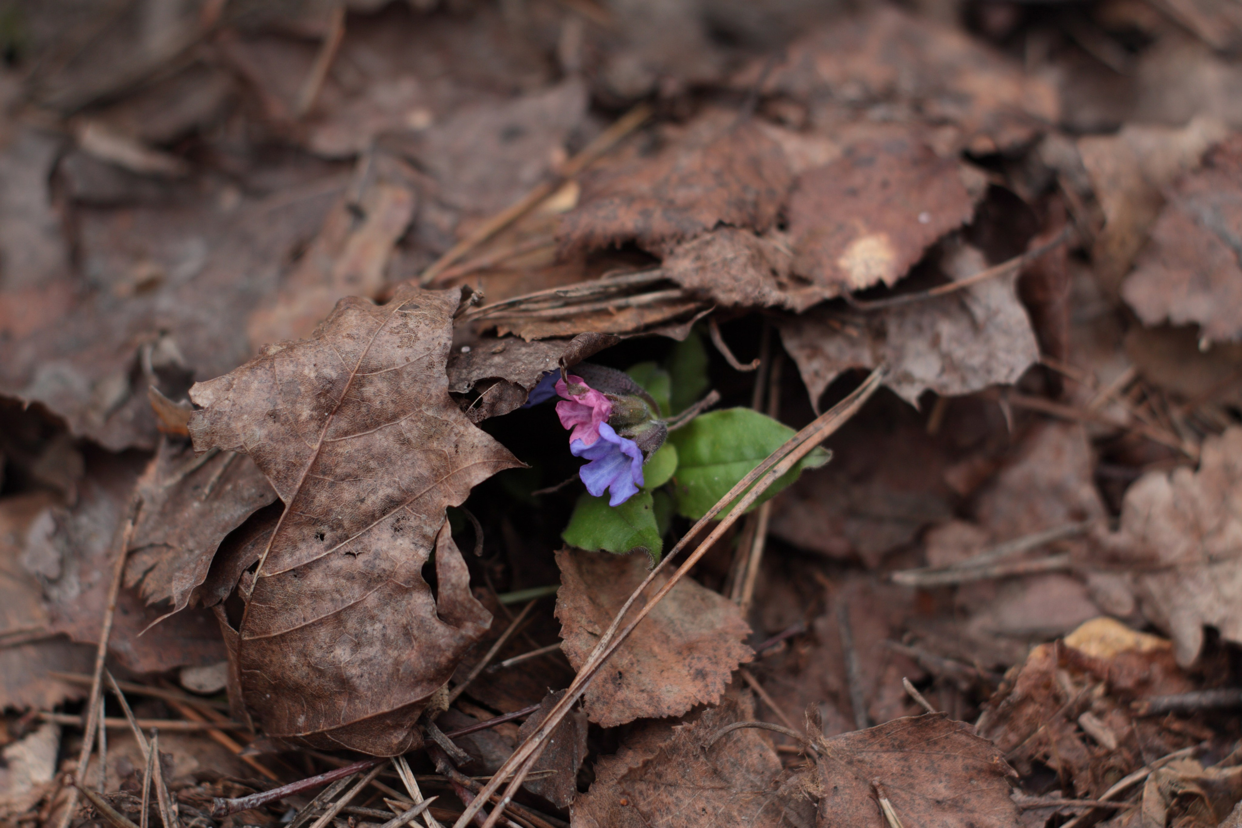 Старое природное, отбирала Katamount (Катерина Горохова). Главная