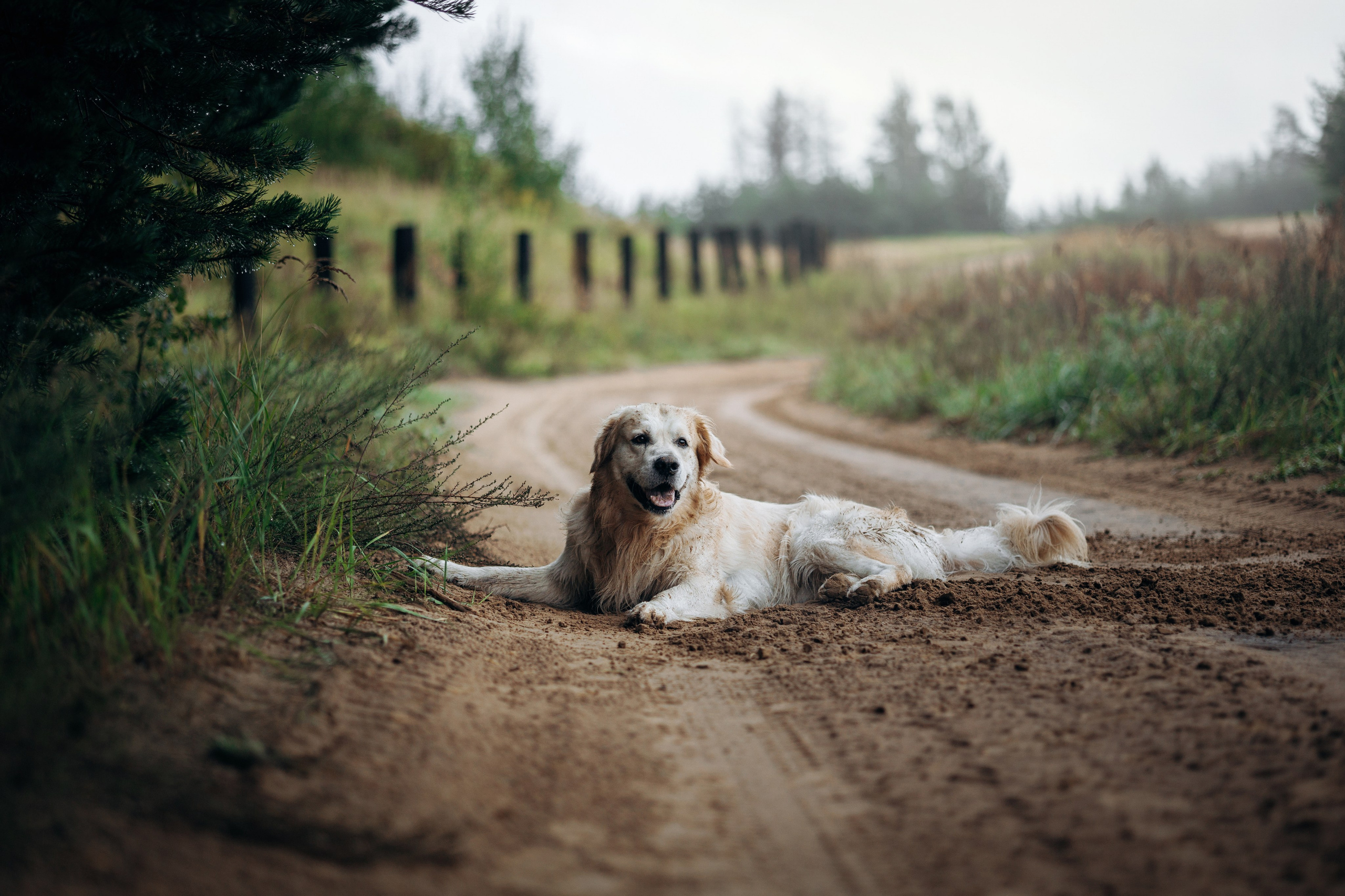 Лёва и его семья. Фотограф — Анималист | Санкт-Петербург