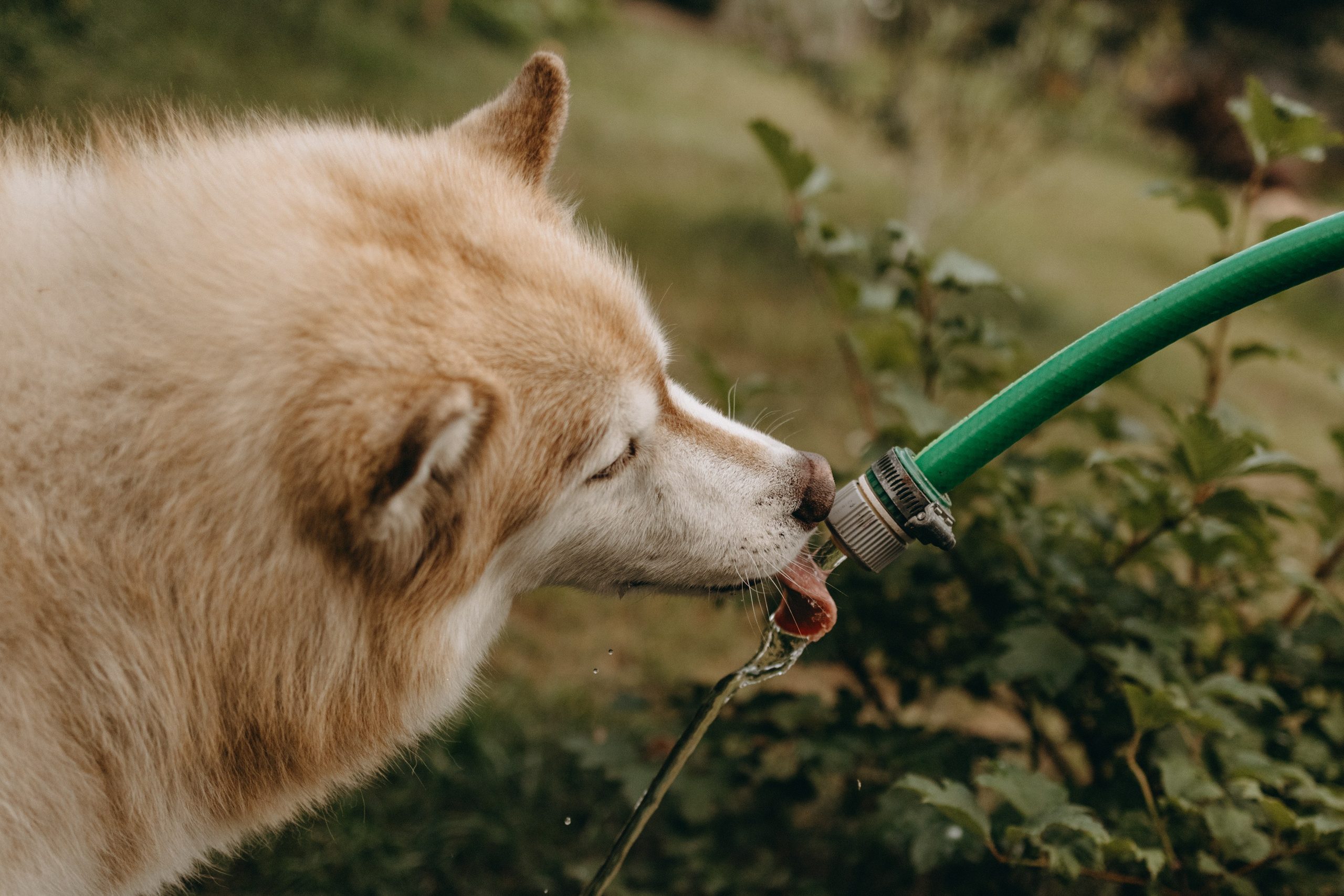 Дом у реки. Фотограф — Анималист | Санкт-Петербург
