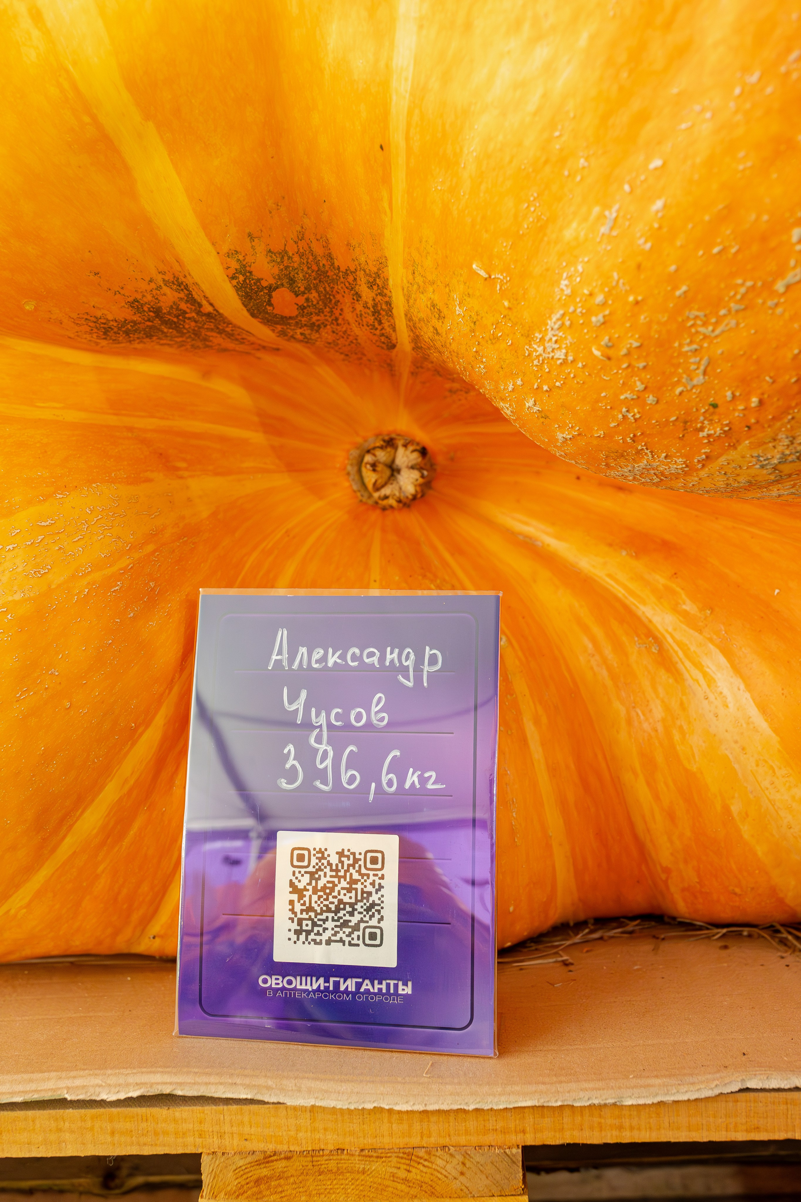 Овощи-гиганты. Александра Куликова фотограф, Москва