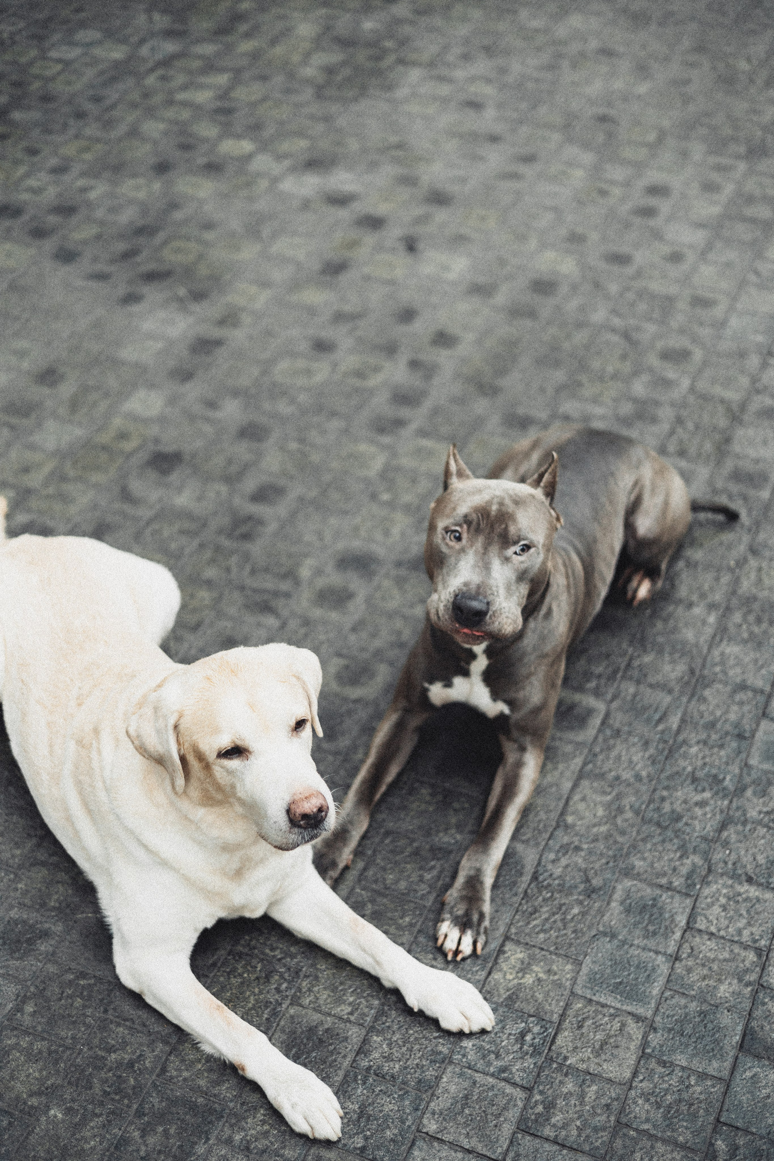 Фотопрогулки. Фотограф для людей и их питомцев Вика Шальнева