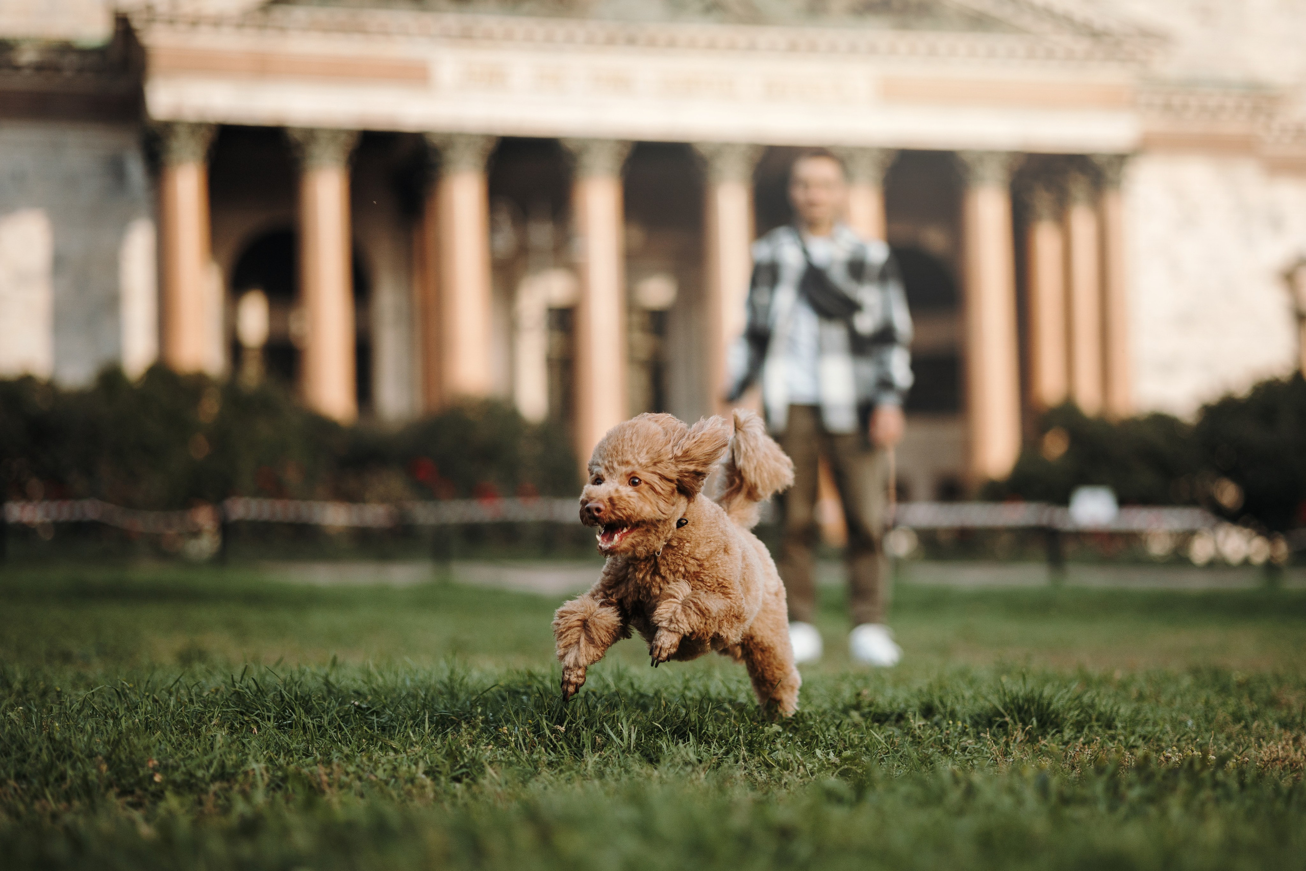 Барни и его семья. Фотограф — Анималист | Санкт-Петербург