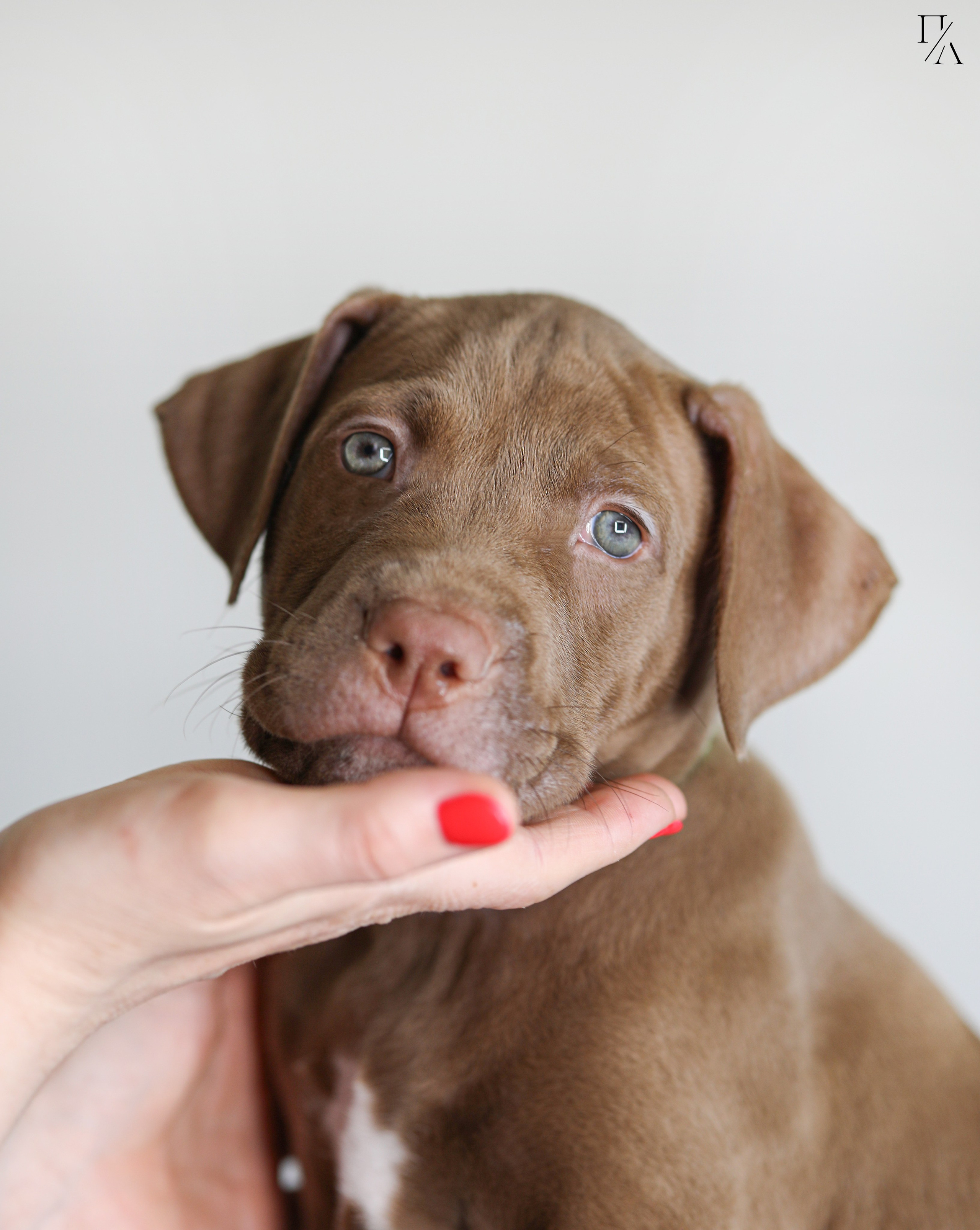 Фотосъёмки щенков. Фотограф-анималист Павлова Любовь