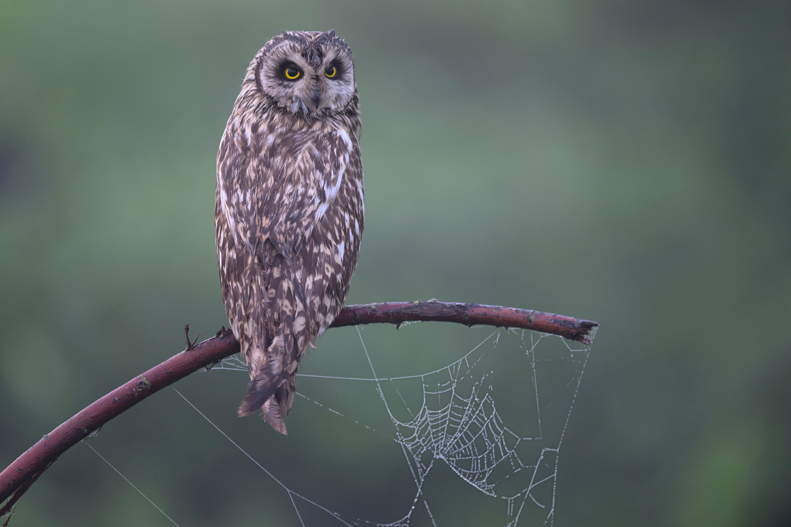 Сова вернулась. The owl has returned. Wildlife photography by Sergey Puponin