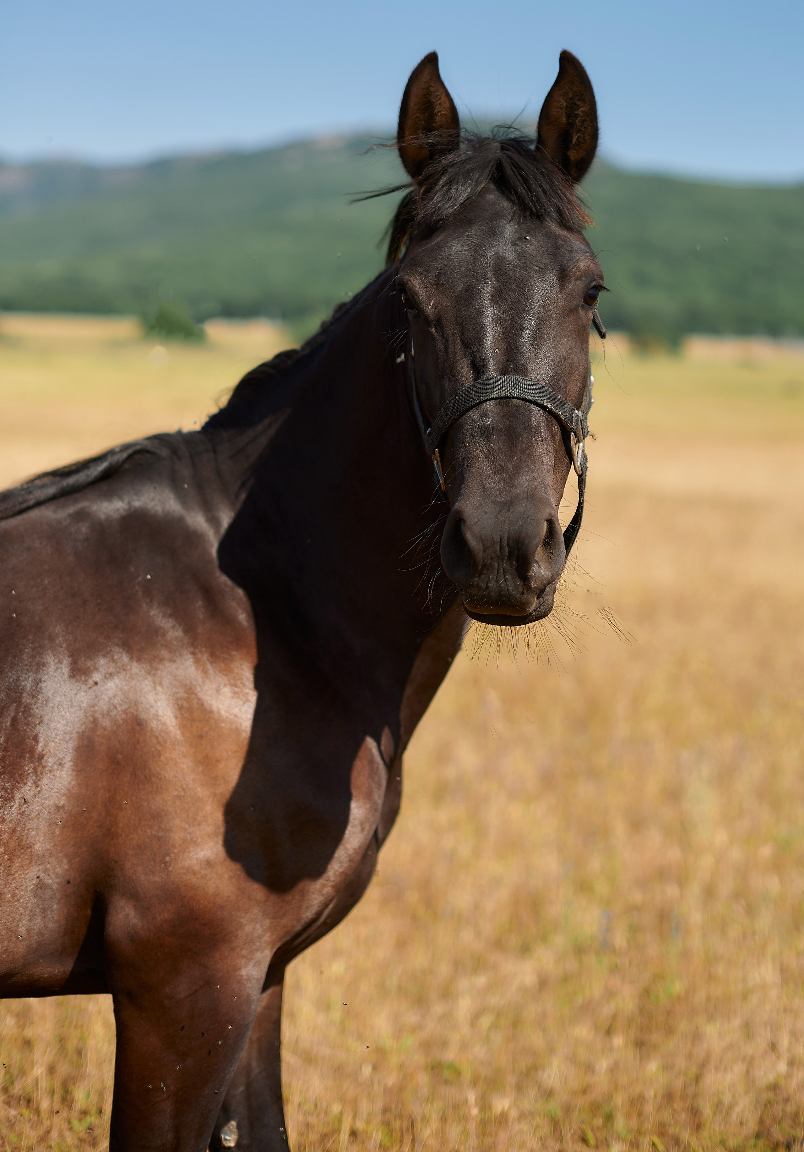 Изя. Фотограф в Севастополе