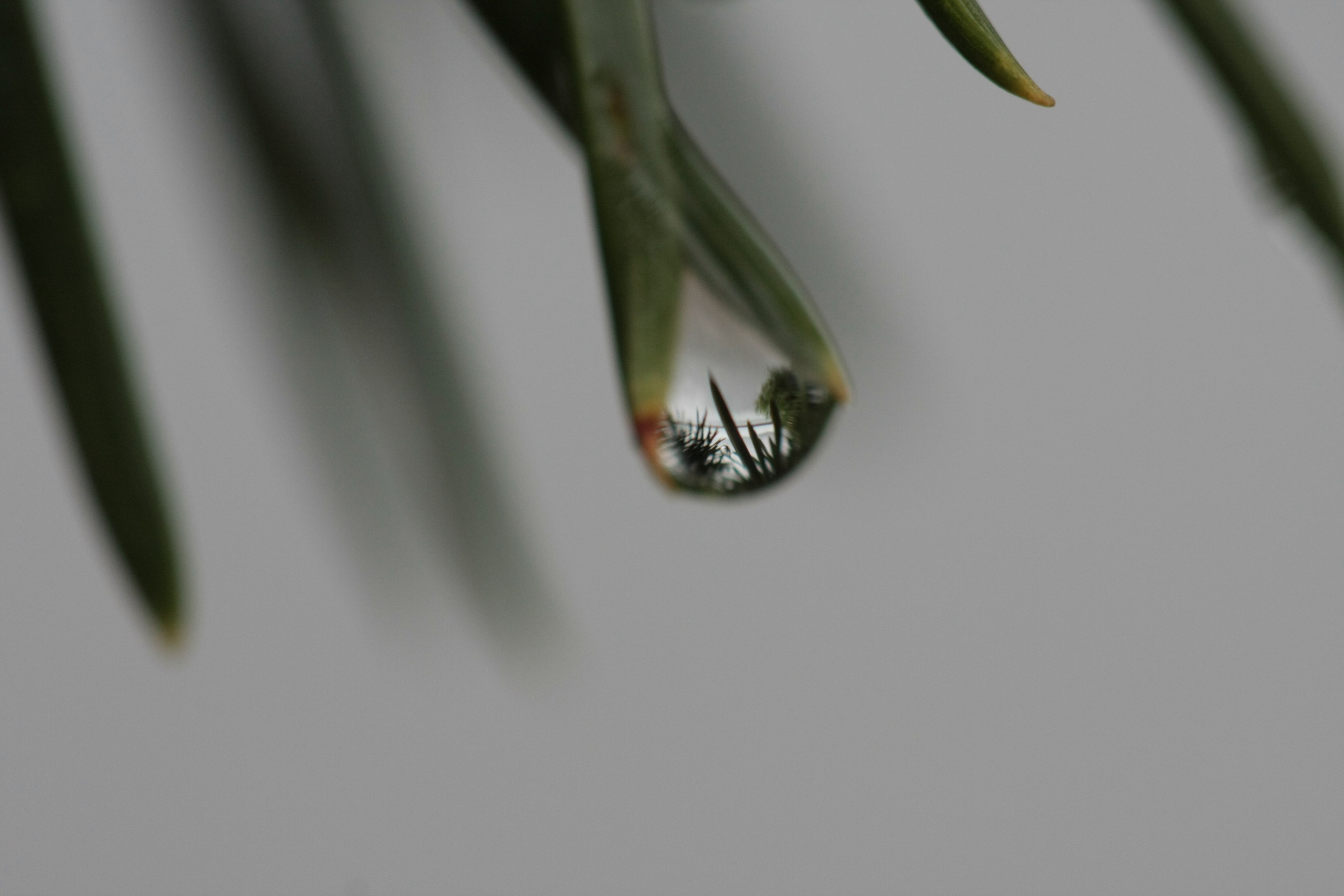 Фото Природы Забайкалья. Студия Максима Белослюдцева