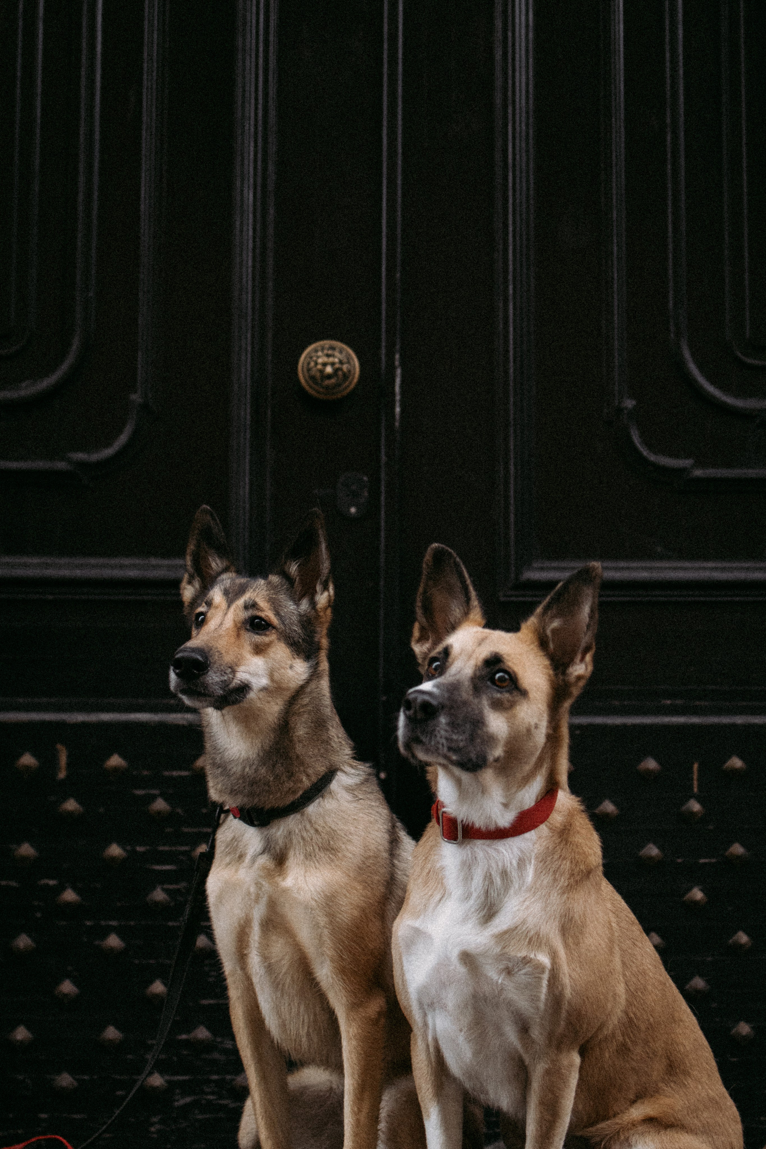 Саша, Ксюша и их банда. Фотораф — анималист Мария Шистка