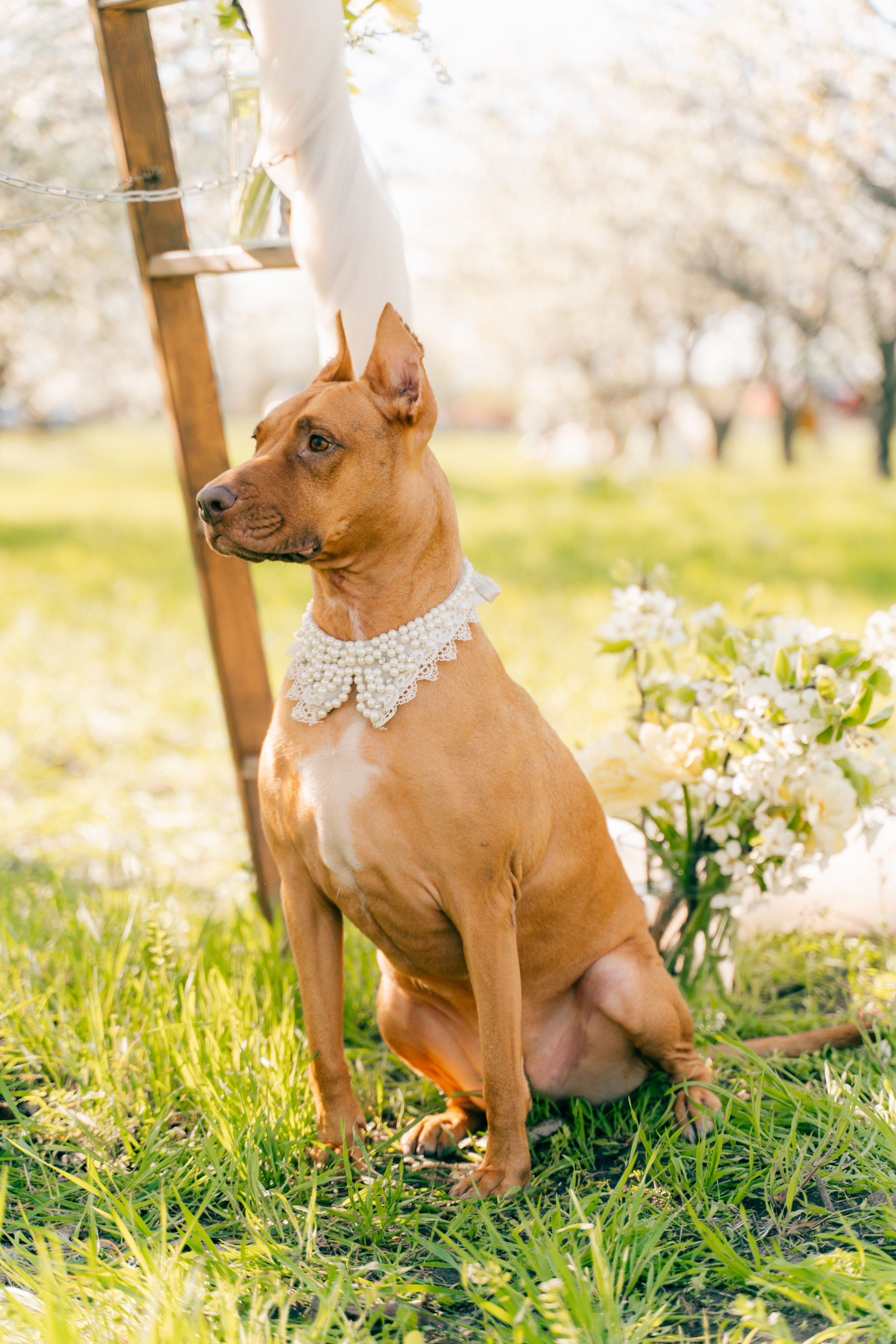 Цветущие сады. Семейный фотограф Новочеркасск