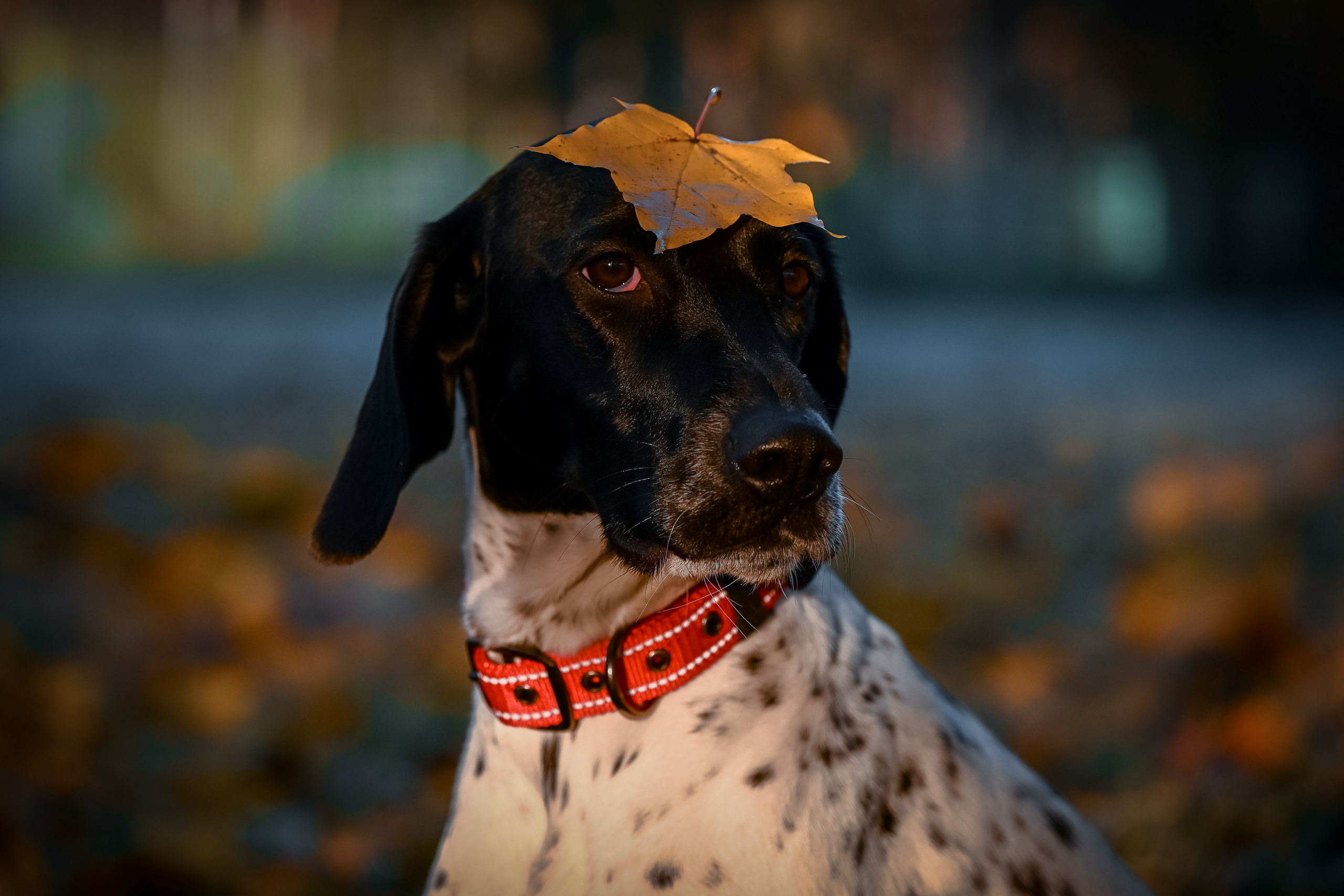 Собаки. Фотограф-анималист в Санкт-Петербурге Анастасия Иванова
