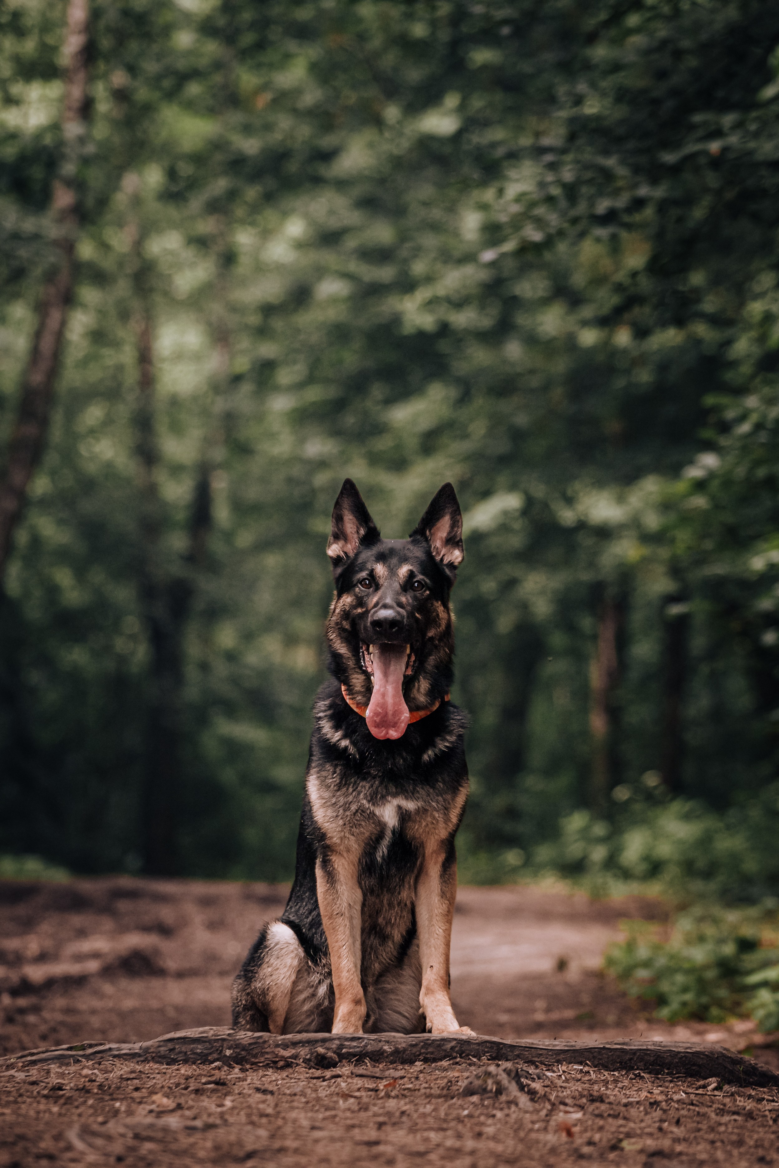 Лесная летняя фотопрогулка. Фотограф-анималист Татьяна Степанова