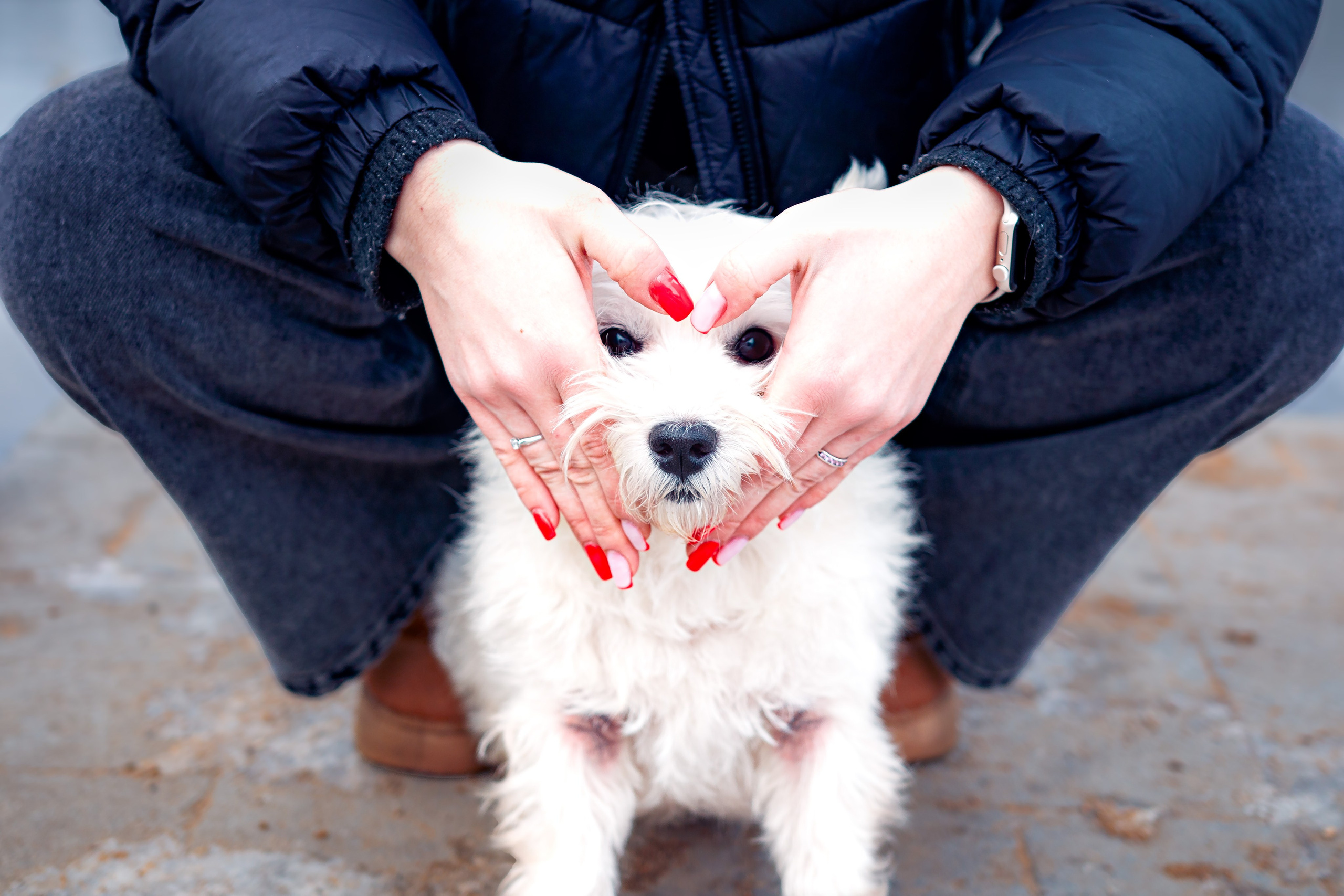 Фотосессия с собакой в парке зимой  Минск