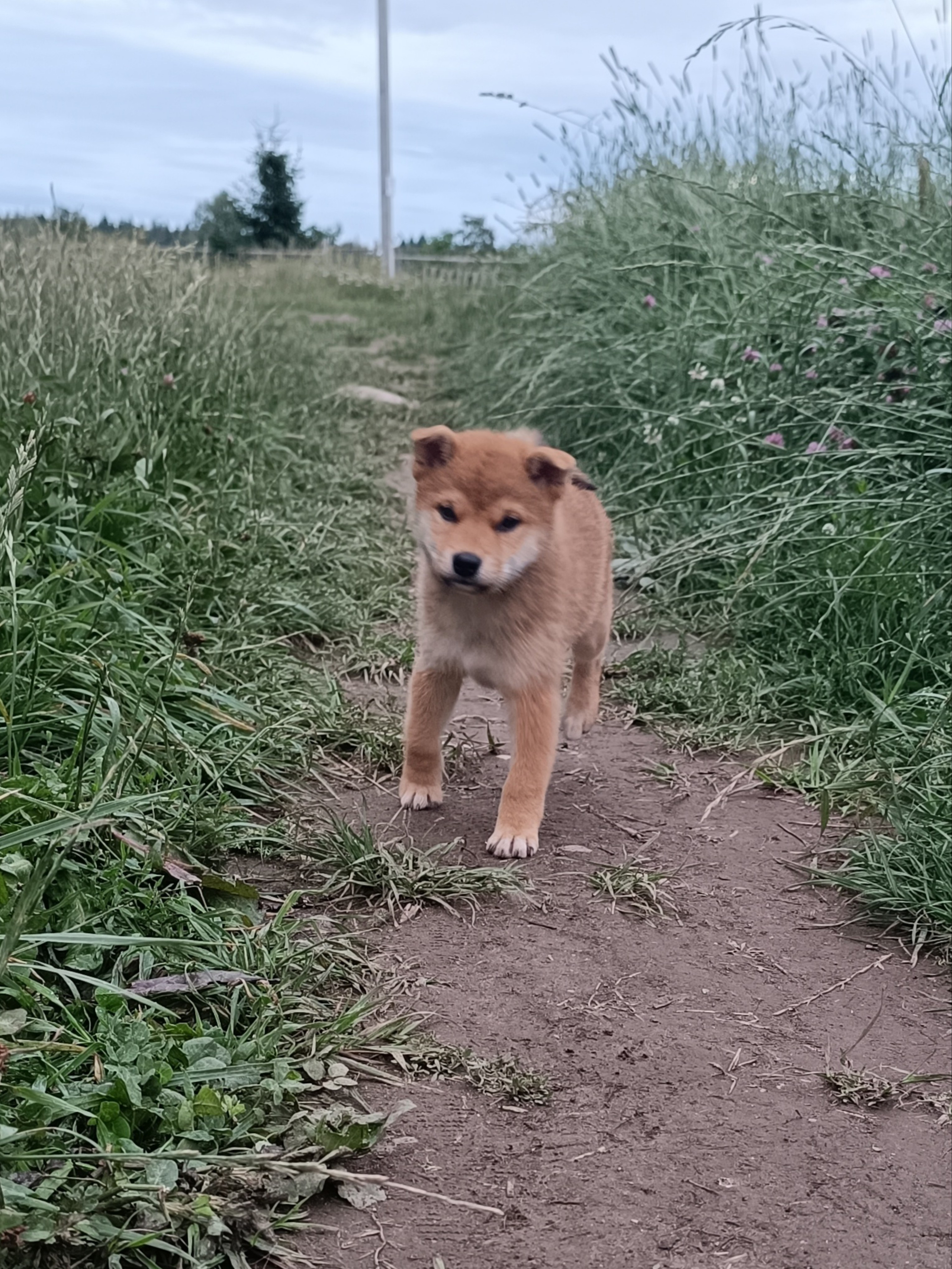 сиба питомник Рубилайт щенки на продажу rubylight  сиба щенки купить СПб Санкт-Петербург 