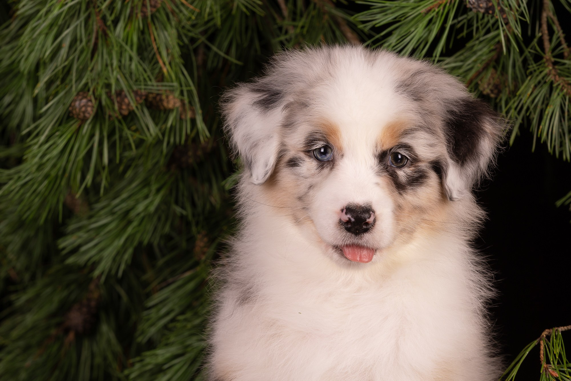 Фотосъёмки щенков. Фотограф-анималист Natalia Deingel | Фотосъемка собак в Москве