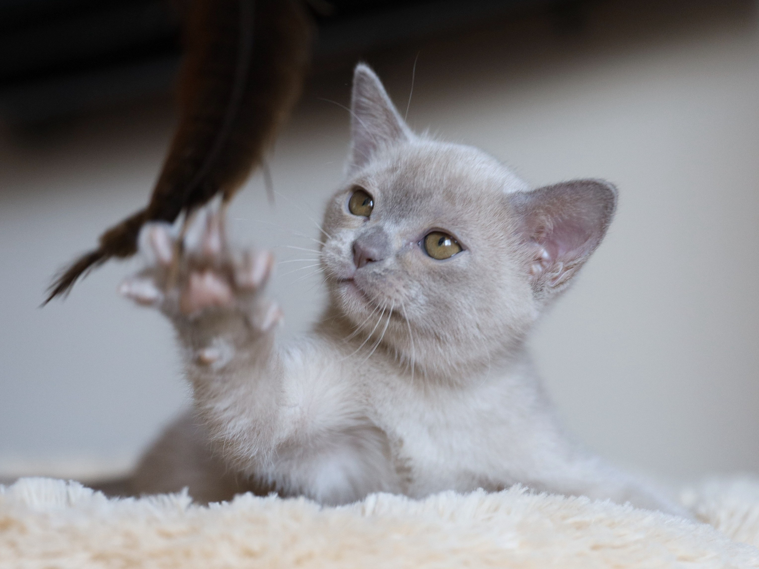 Chester. Cattery “Bouncy Life”