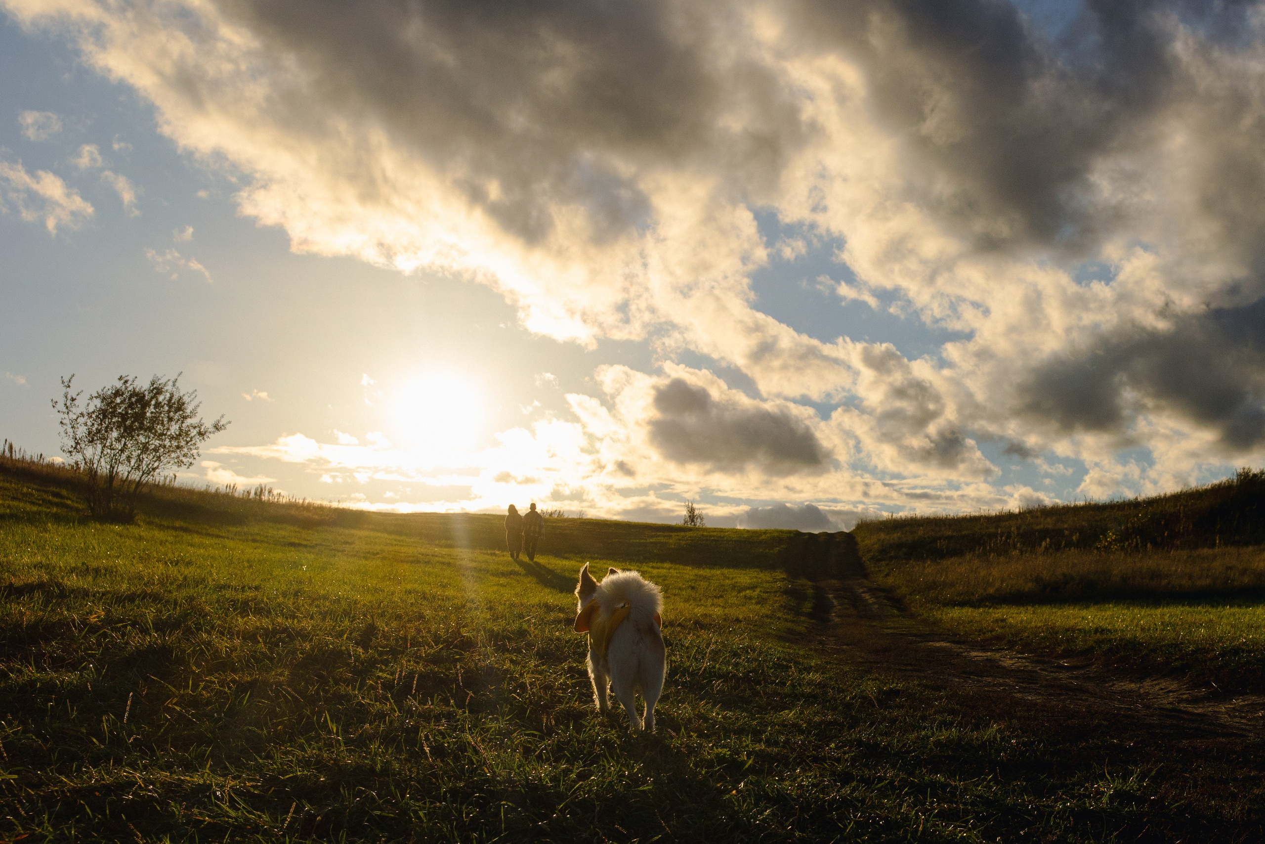 Трое, считая собаку. Wed Photographers 📷 Saint Petersburg