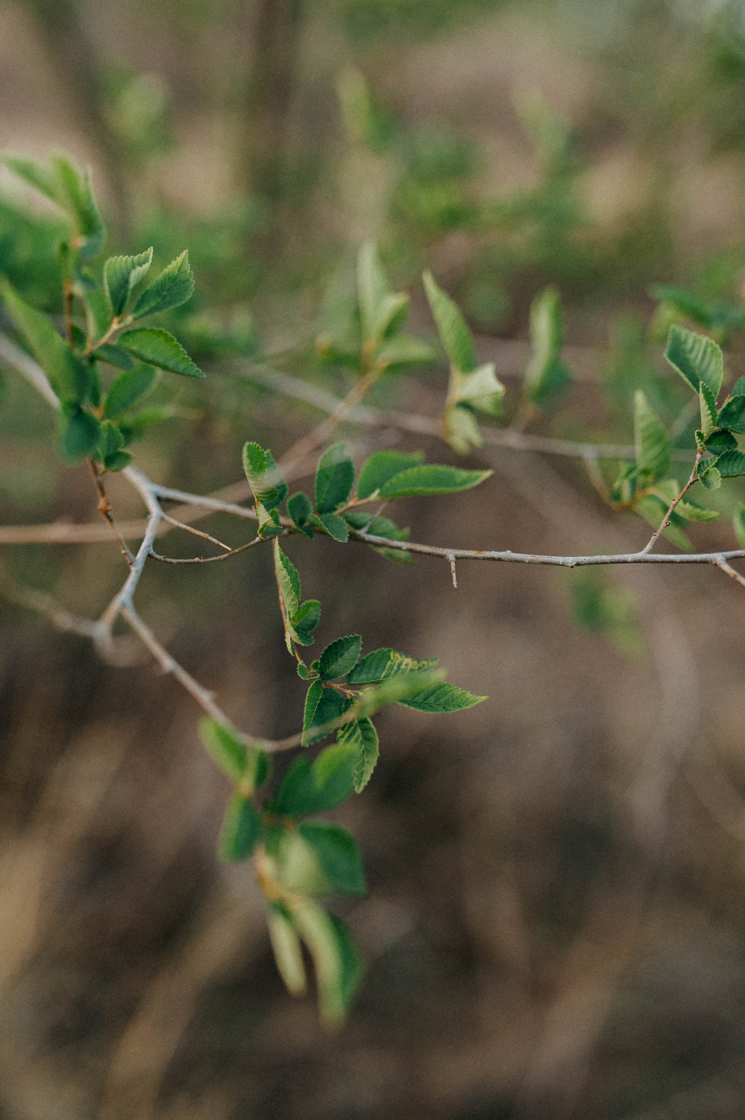 Борис и Настя. Свадебный и семейный фотограф в Чите Юлия Оранская