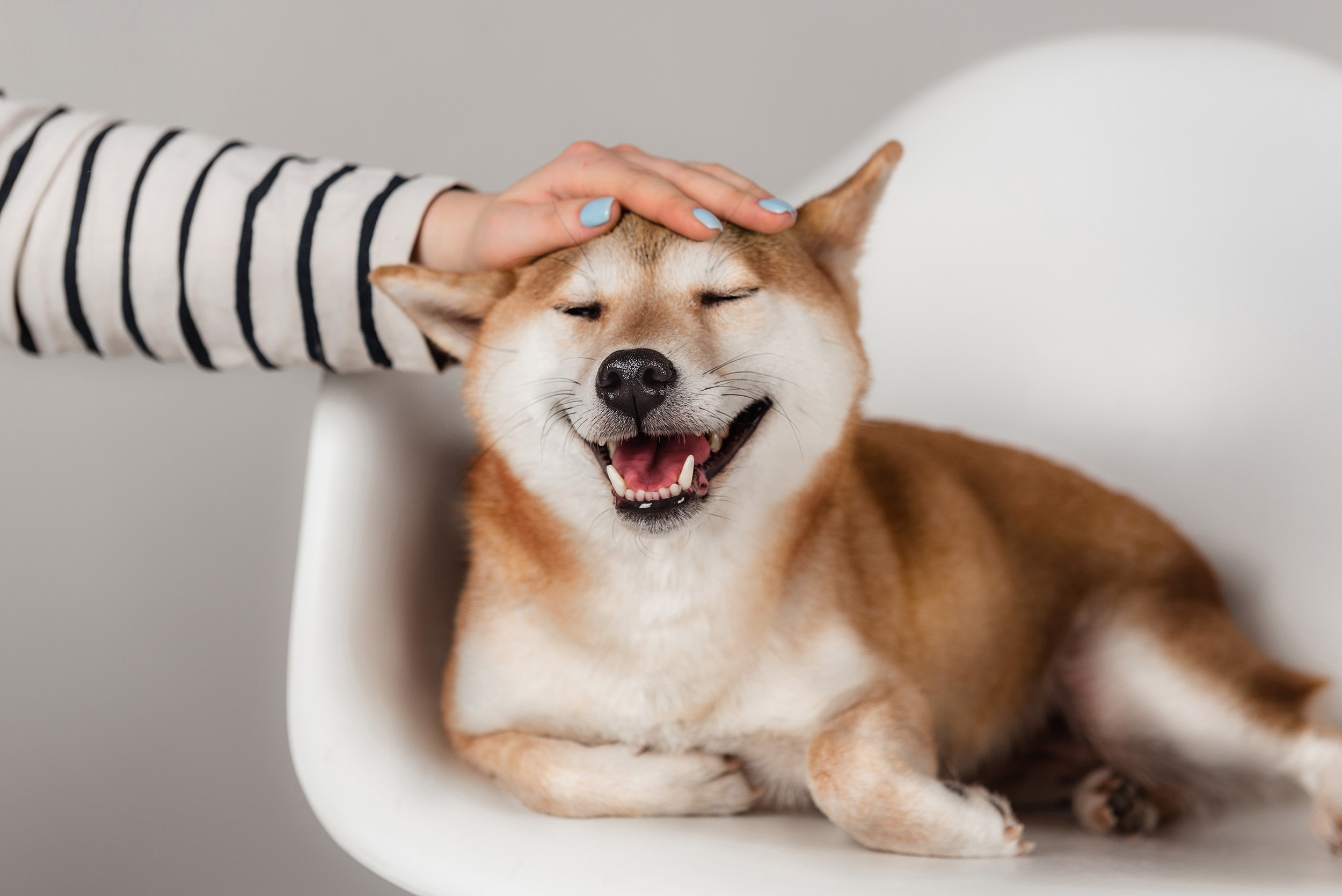 Оля и Бартра. Семейный Фотограф в Москве Ирина Хохлова