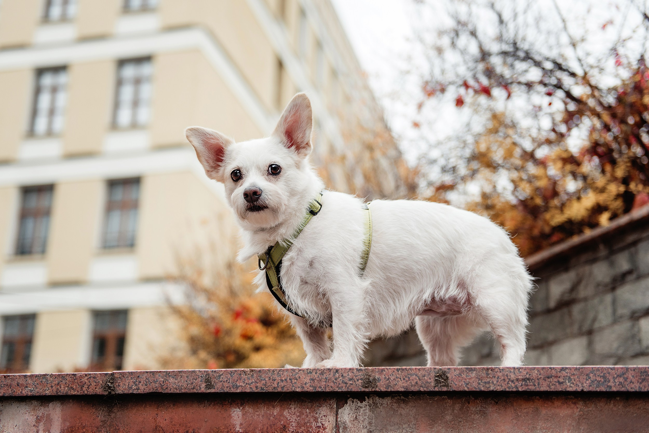 Оля и Бусинка. Семейный Фотограф в Москве Ирина Хохлова