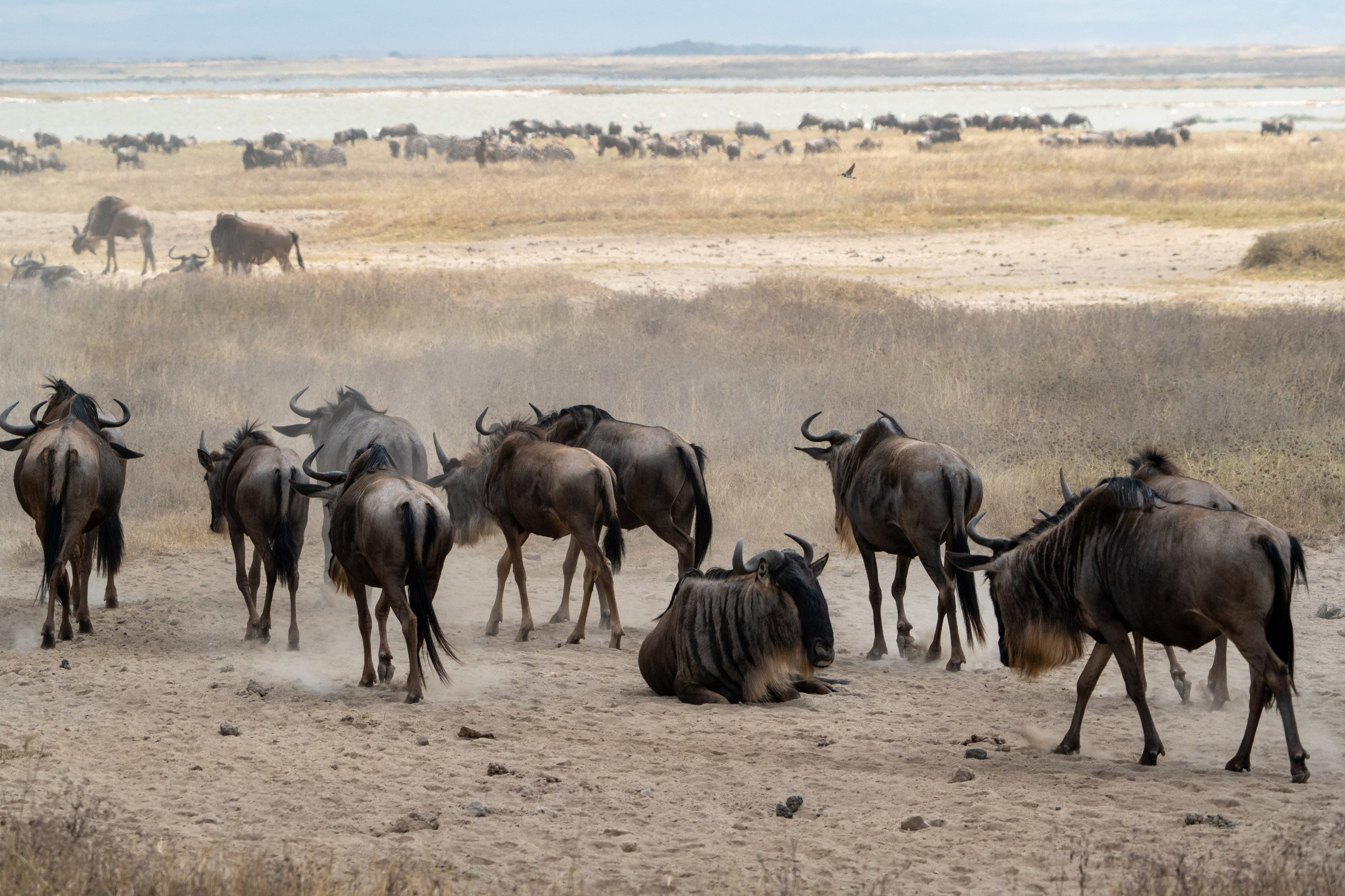 Танзания, сафари, 2025. Творческие сьемки