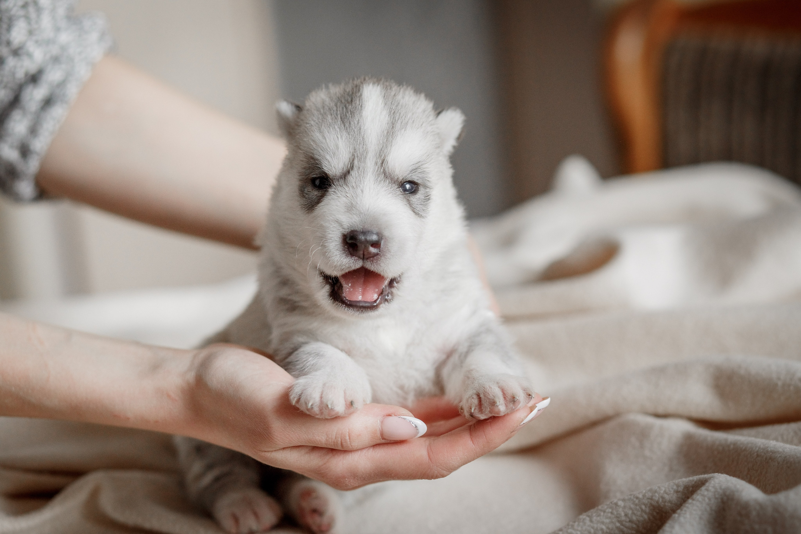 Собаки, кошки и др. животные. Семейный фотограф в Екатеринбурге