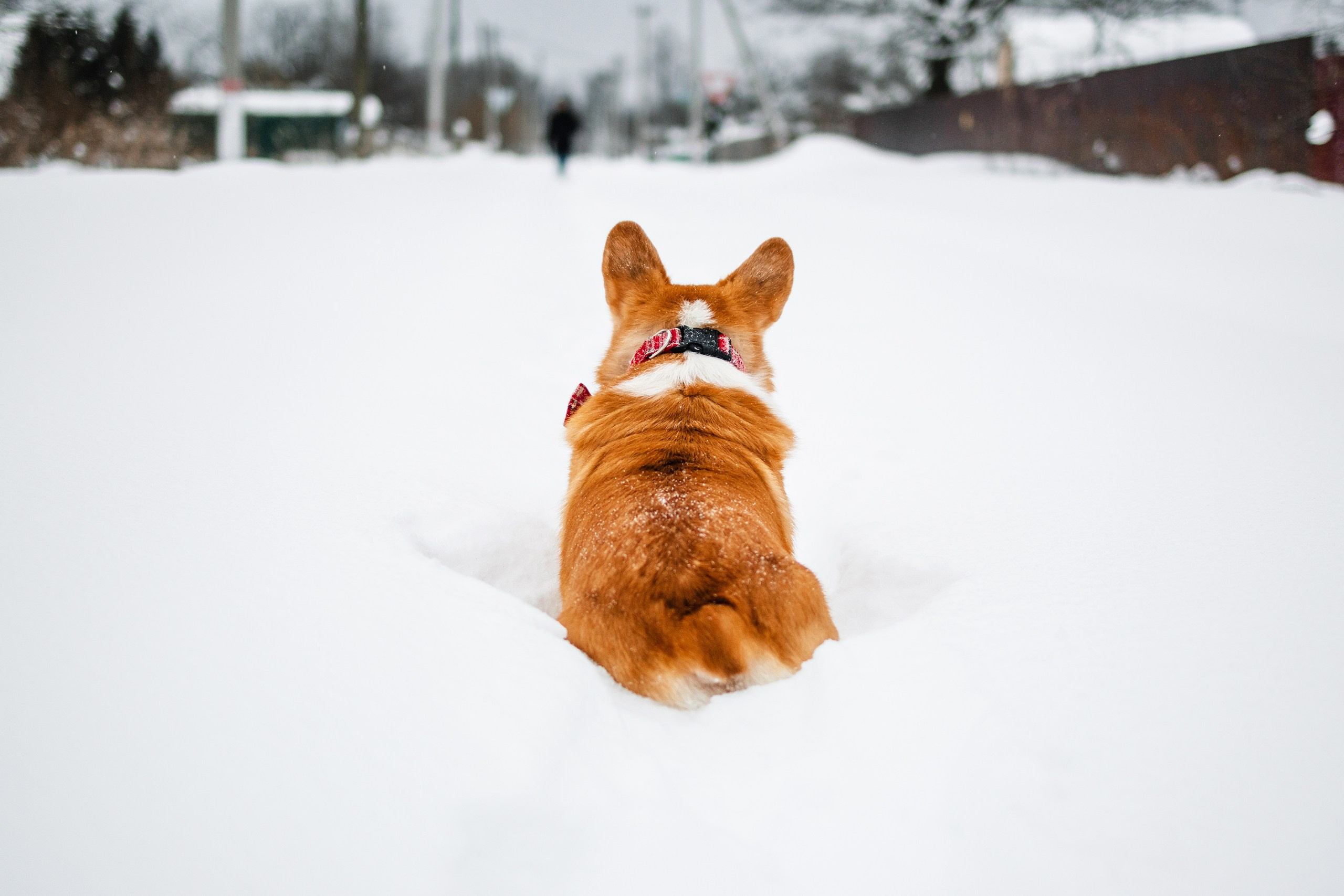Бернард | Прогулка в снегу. Уютный фотограф в Москве Елена Бенчи