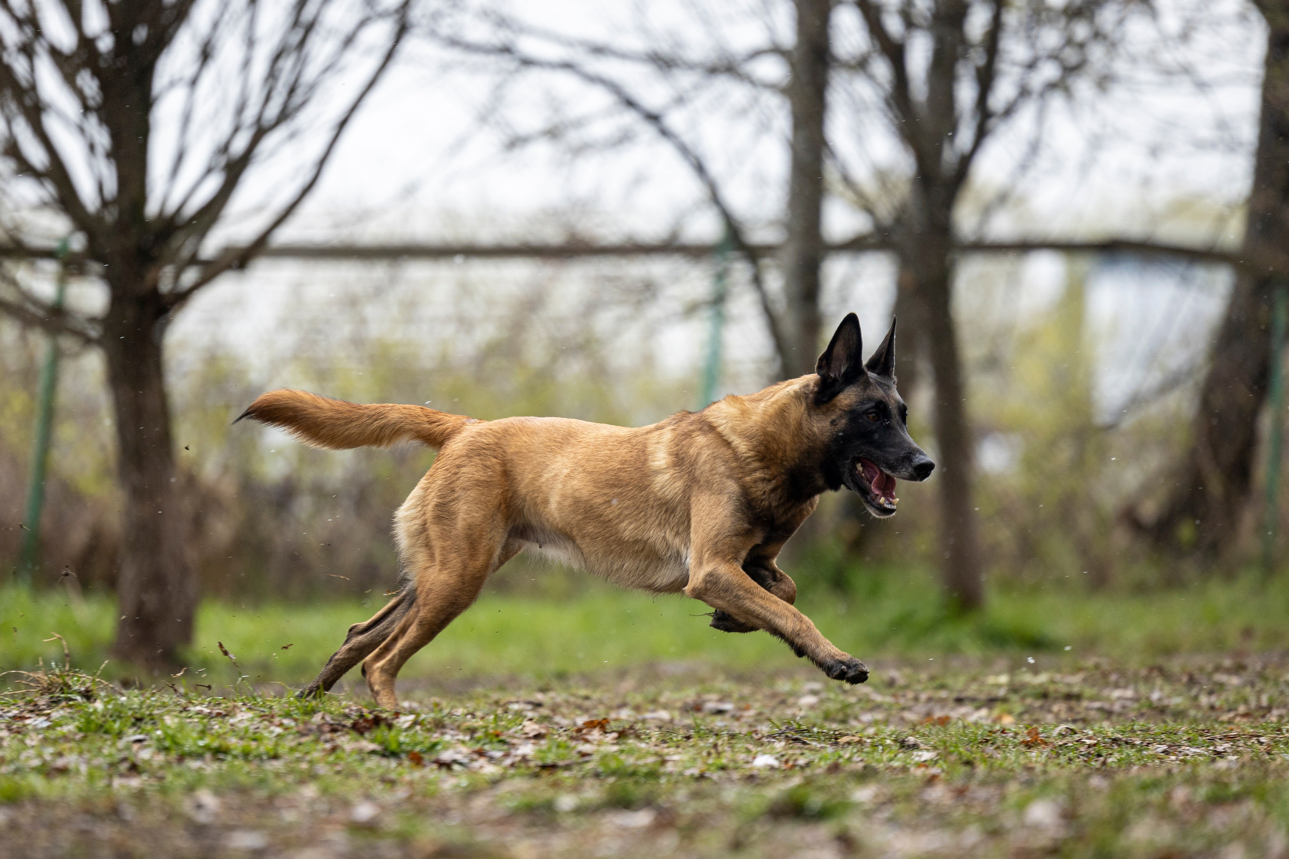 Квалификационные состязания по мондьорингу г. Вологда 11.05.24. Фотограф-анималист Анна Маринич