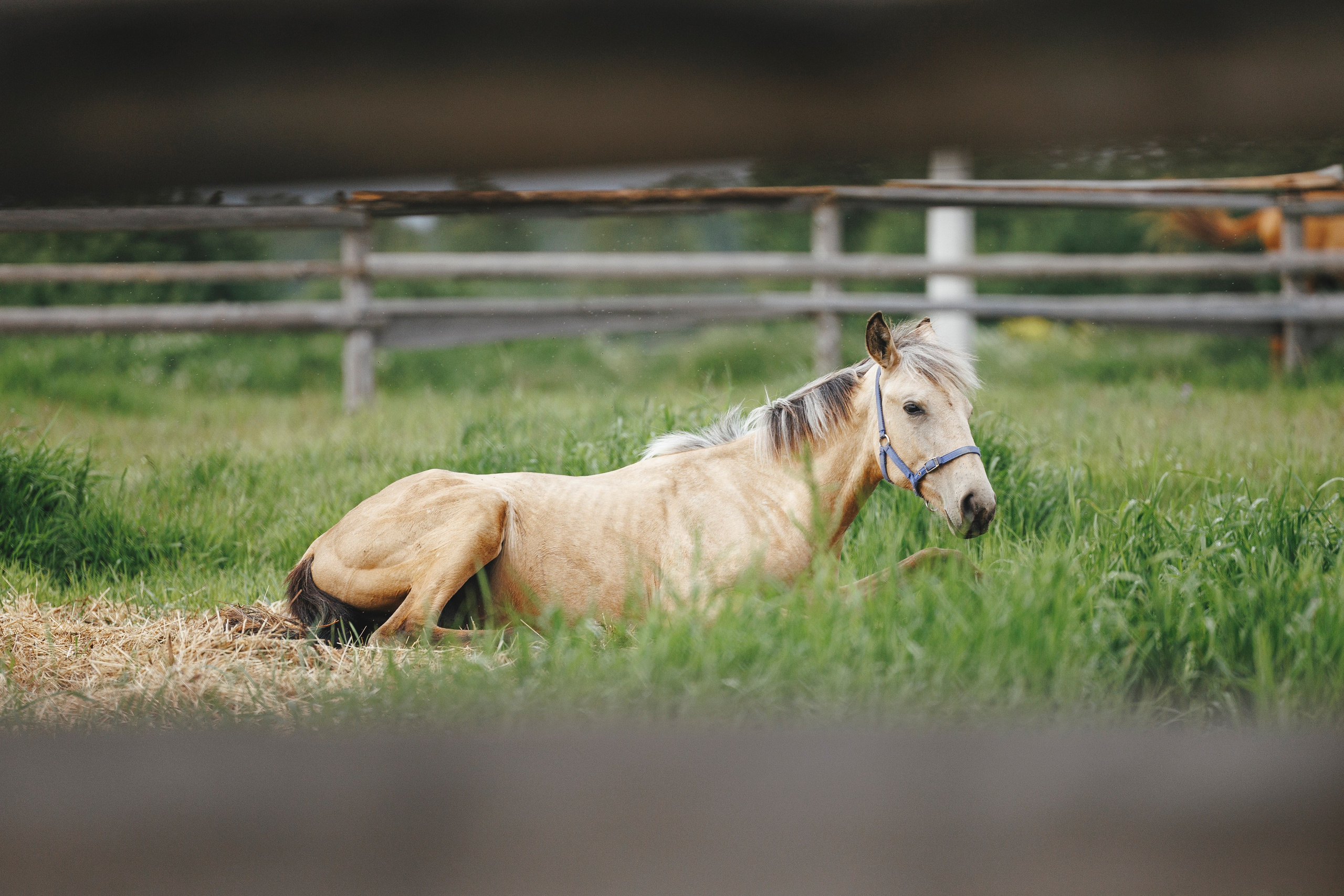 Керро поле. Фотограф-анималист Анна Маринич