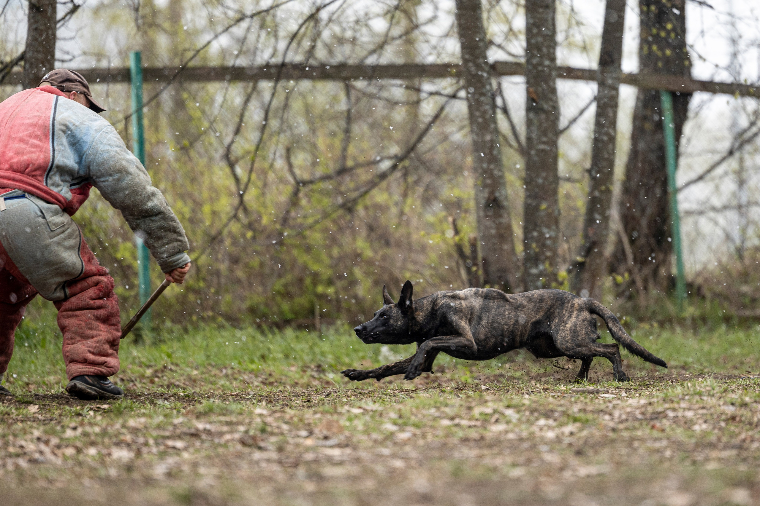 Квалификационные состязания по мондьорингу г. Вологда 11.05.24. Фотограф-анималист Анна Маринич