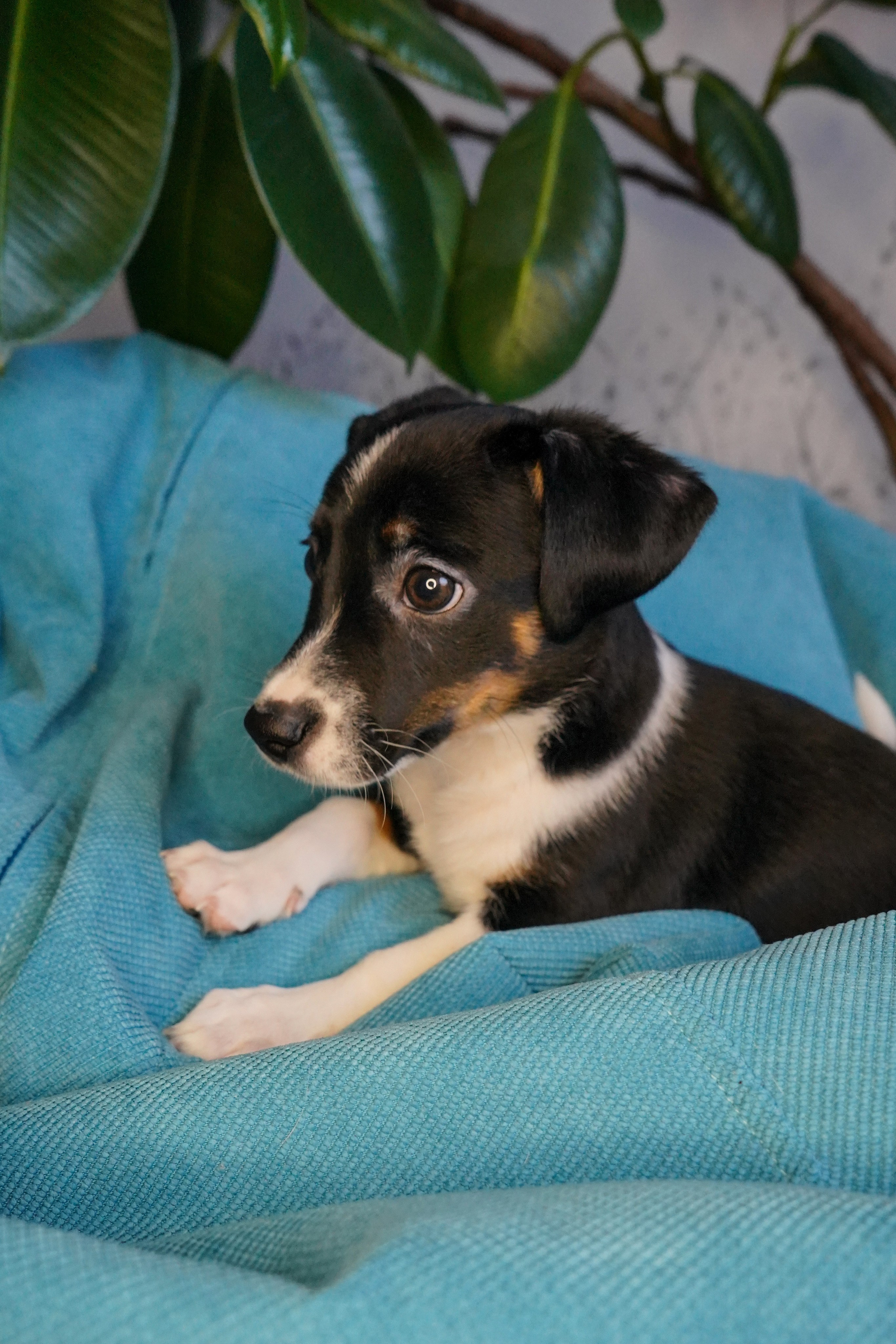 Фотосессии Пушистиков. Фотограф в Санкт-Петербурге Виктория Барышникова