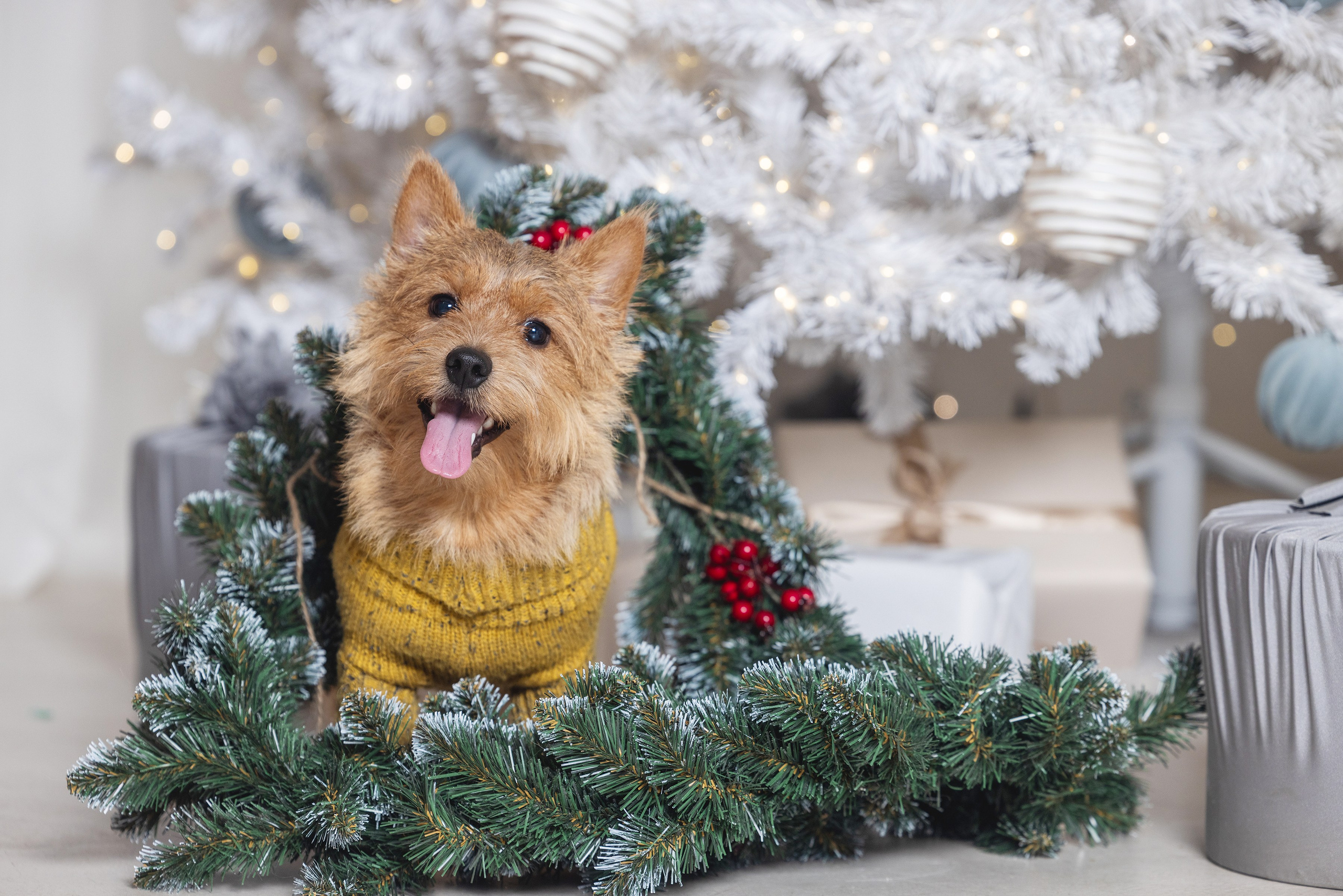 Фотограф Алена Звездина