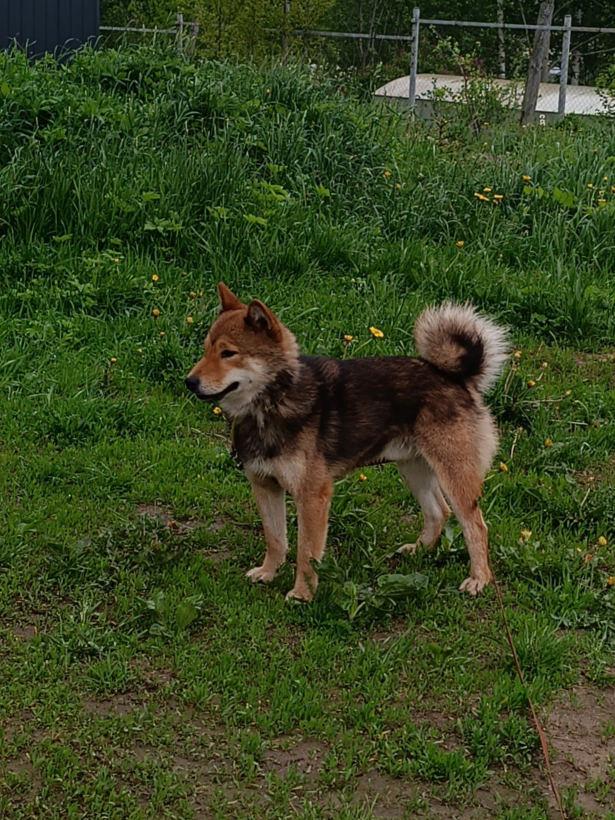 Шаман (красный сезам) *. Американская акита I Сиба ину I Питомник RUBYLIGHT