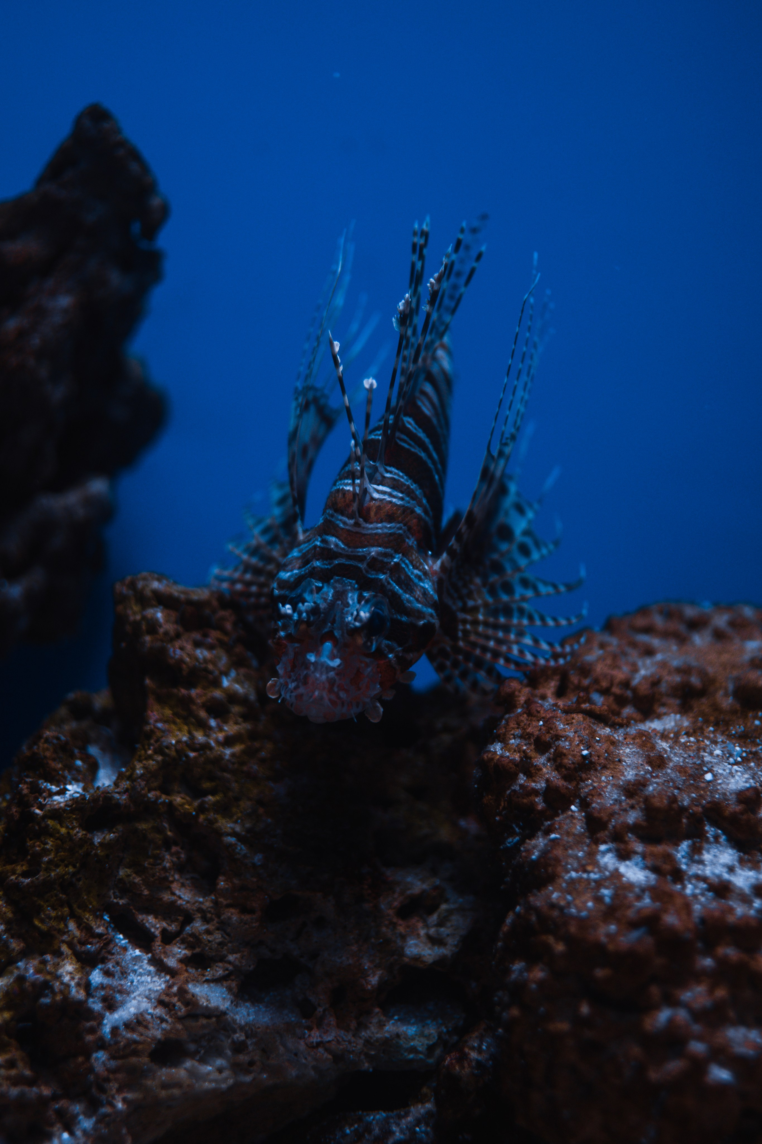 океанариум, andreyzaitsev.ru Кемерово фотограф