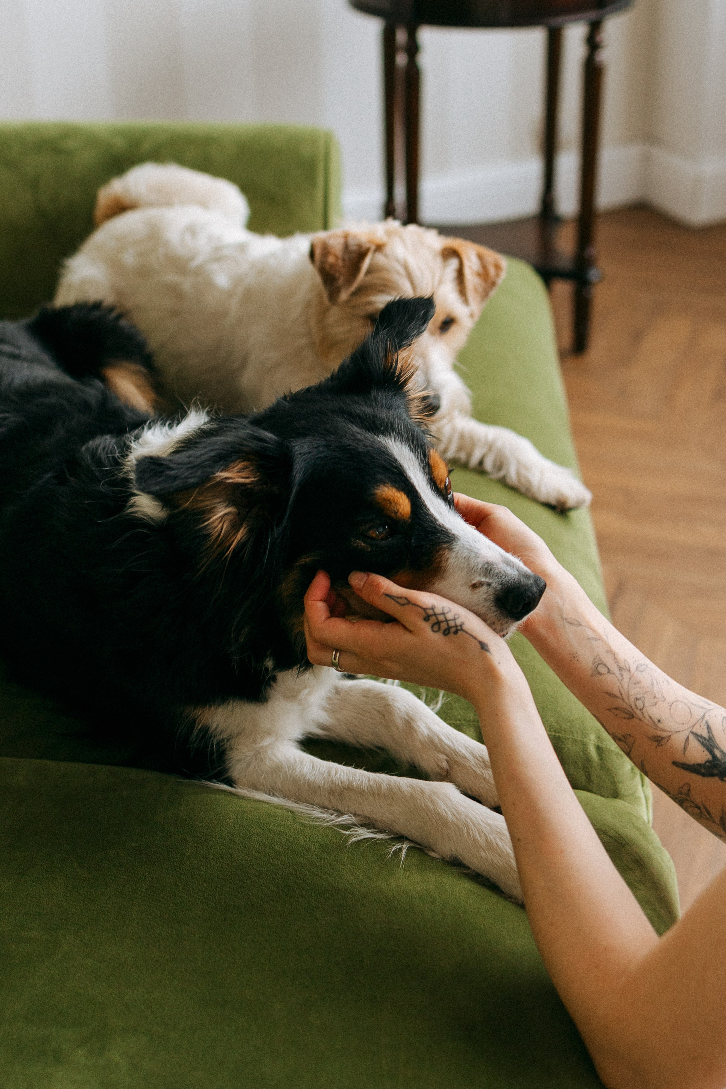 Цунами, Теон и Женя. Фотограф анималист Анастасия Пикей