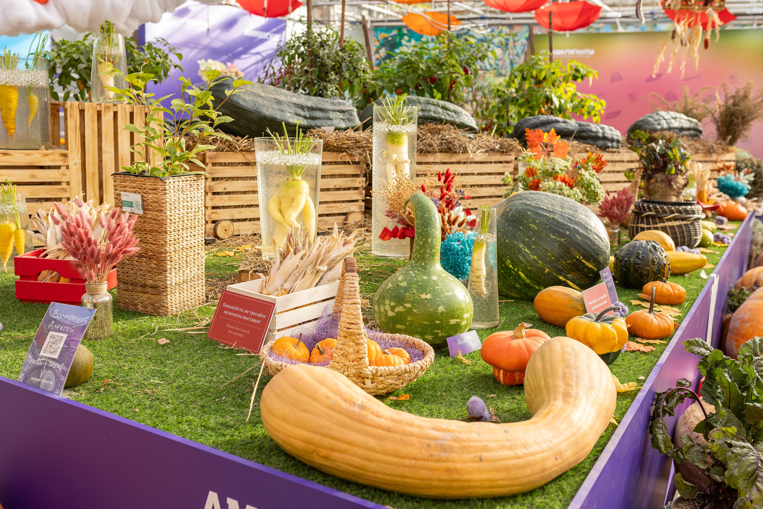 Овощи-гиганты. Александра Куликова фотограф, Москва