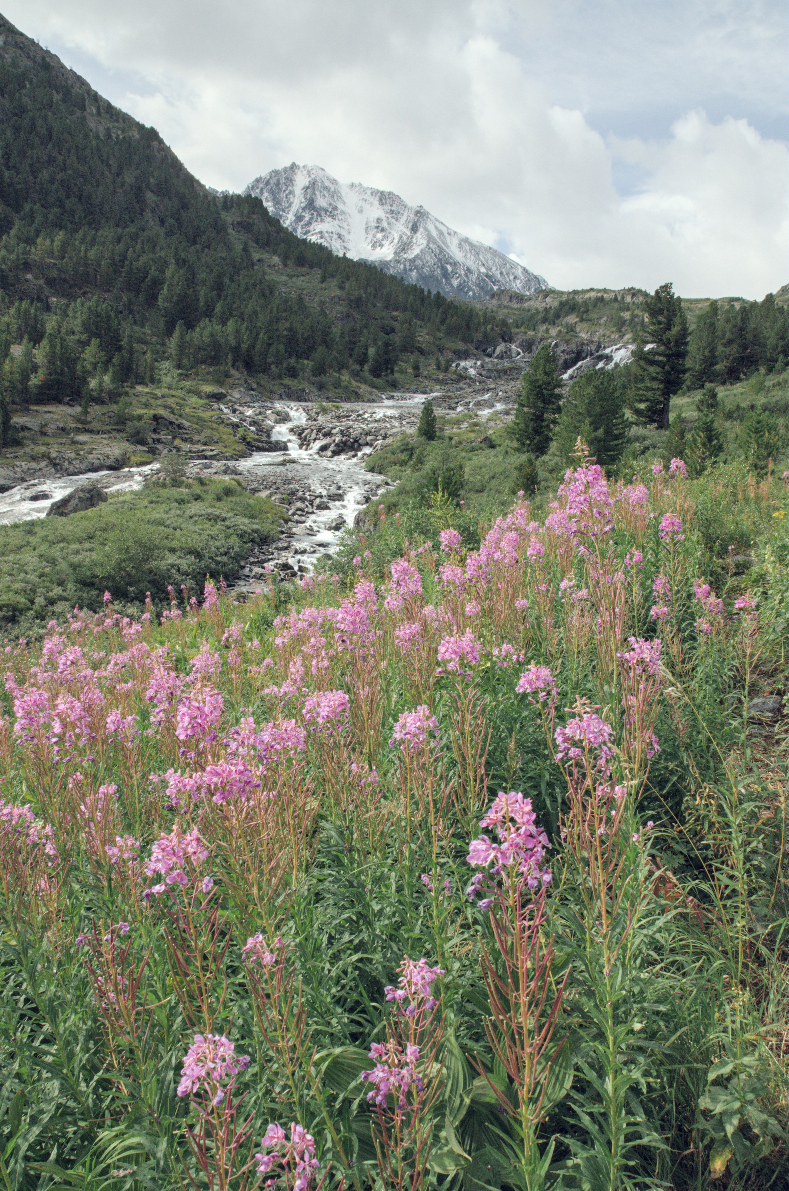 Большой и малый Колагаш. Фотограф анималист, пейзажист, спортивные мероприятия. Новосибирск