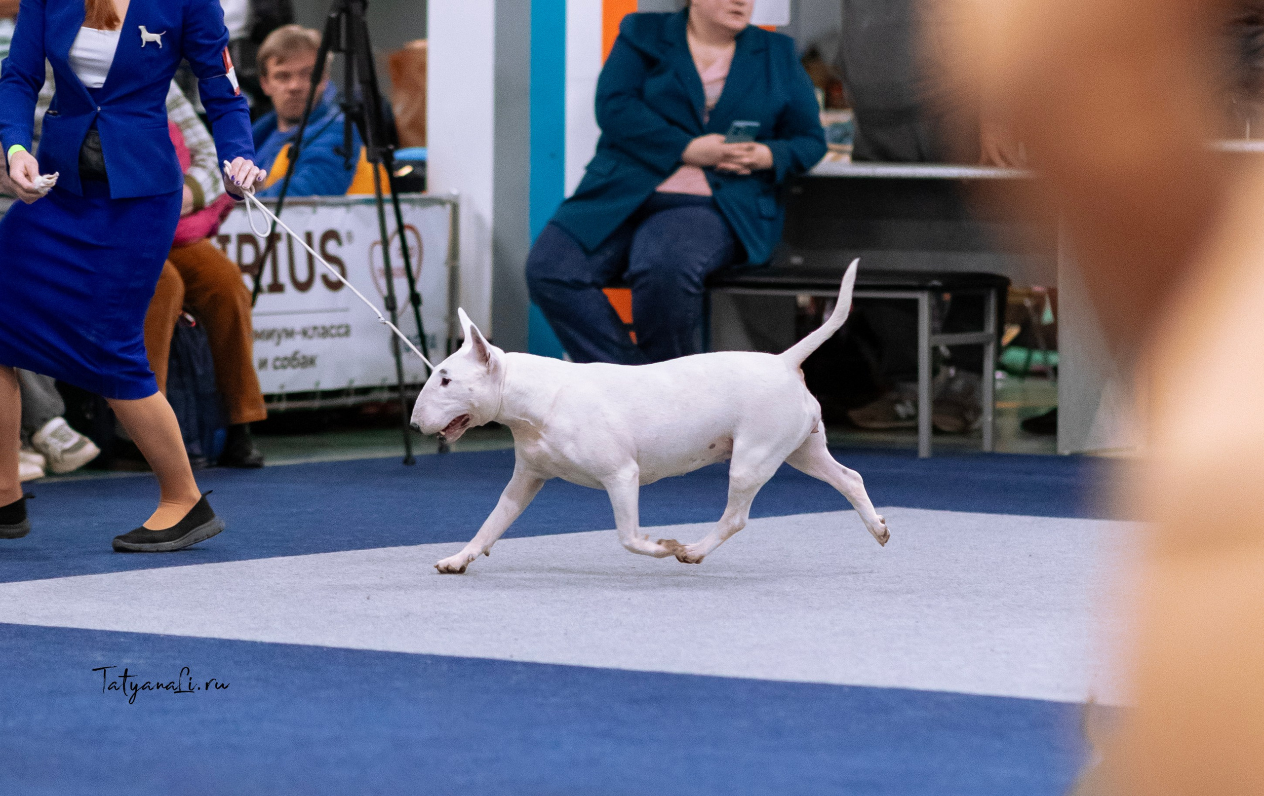 Выставки. Фотограф — анималист Татьяна Ли