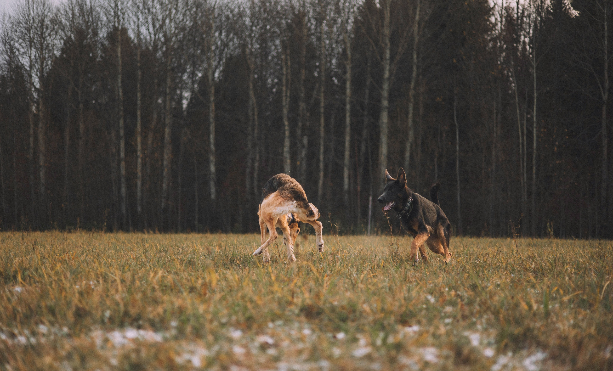 Алена, Леви и Микаса. Фотограф-анималист Богданова Полина