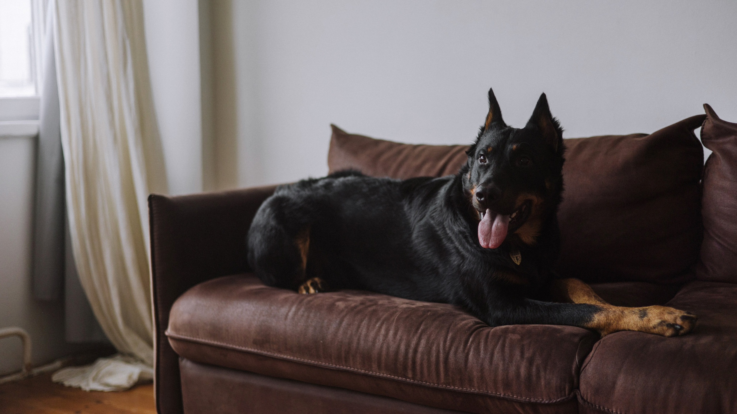 Полина и Зевс. Фотограф-анималист Богданова Полина