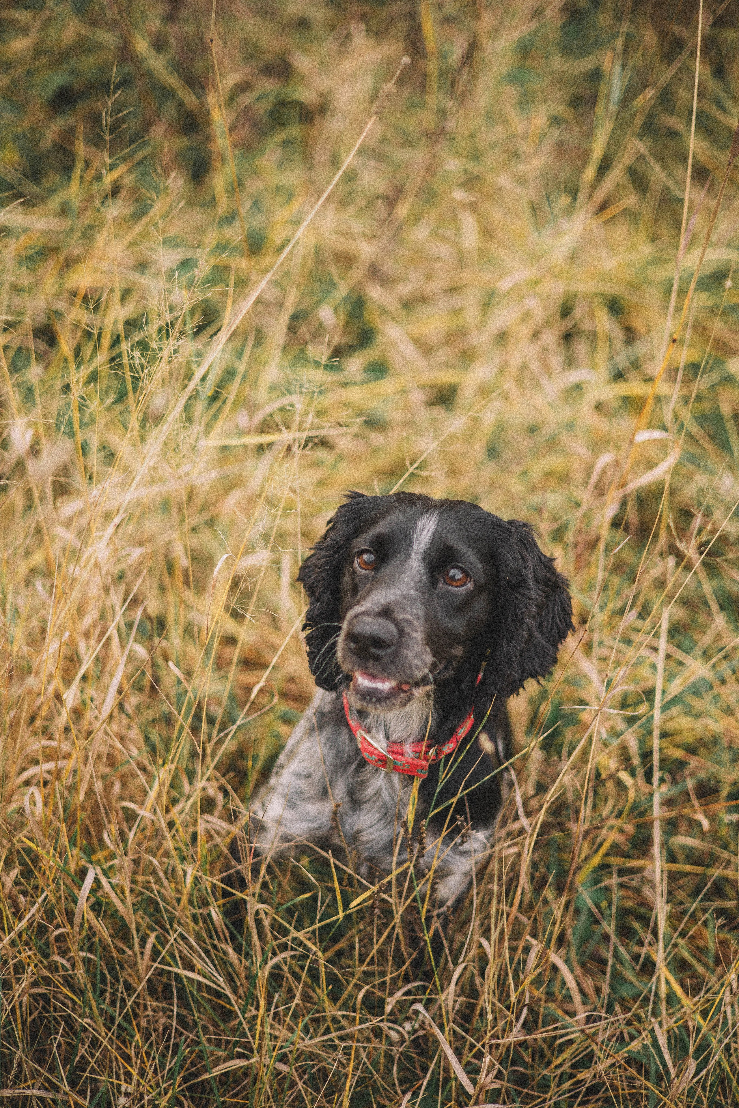 Вика и Ава. Фотограф-анималист Богданова Полина