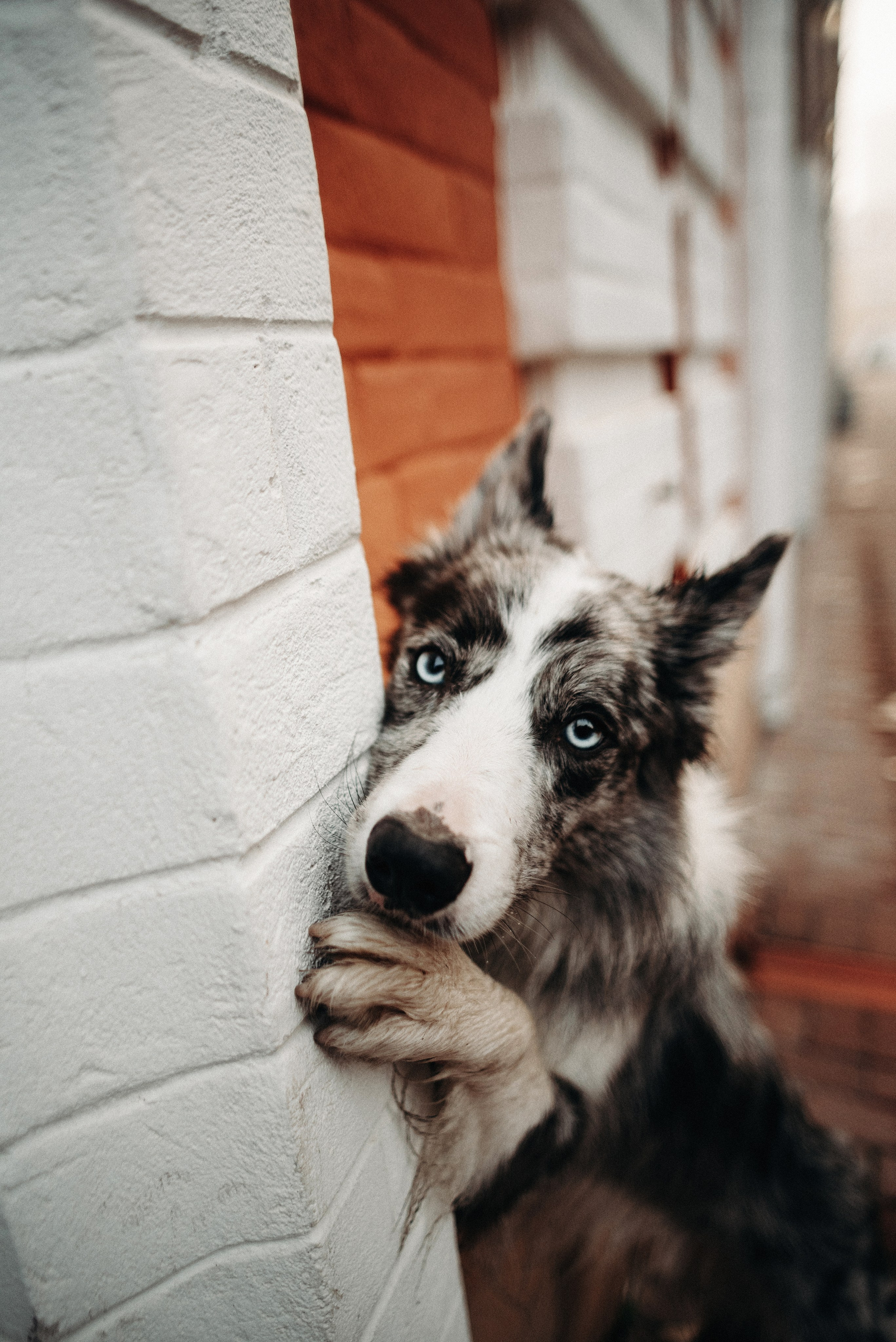 Диана и Робин. Фотограф-анималист Богданова Полина
